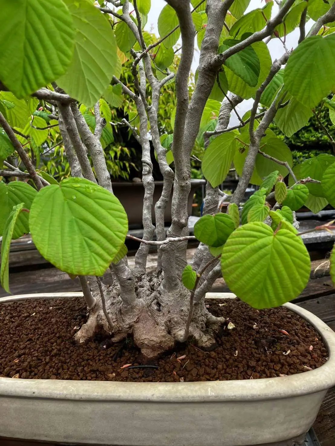 Corylopsis spicata Canada Bonsai