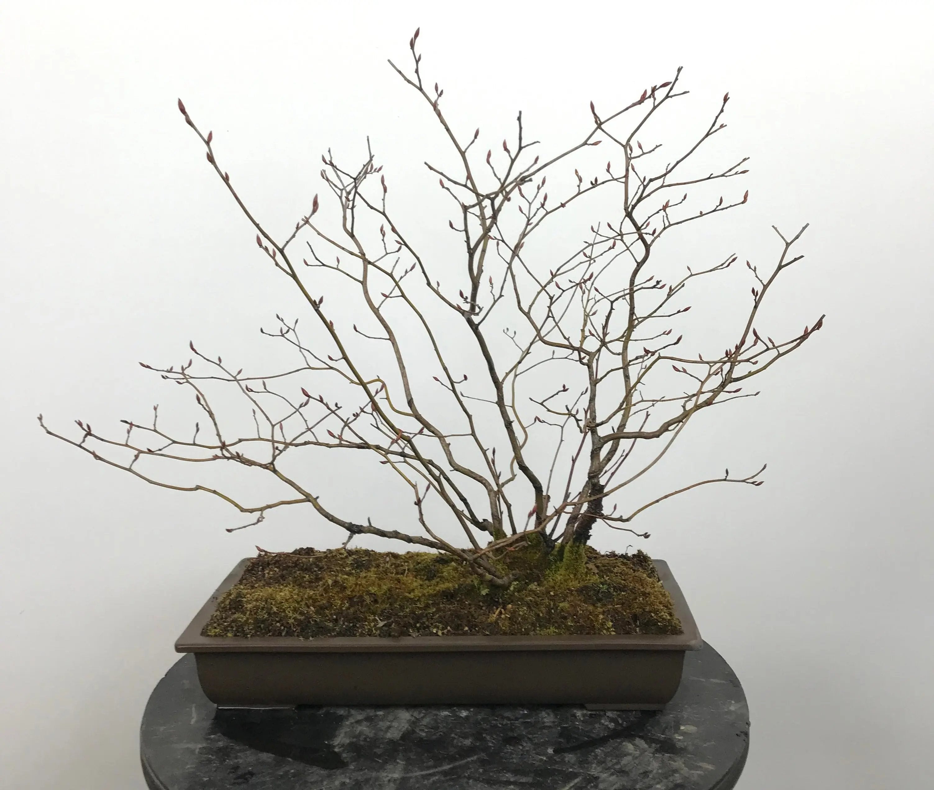 Lindera glauca (antique pot) Canada Bonsai