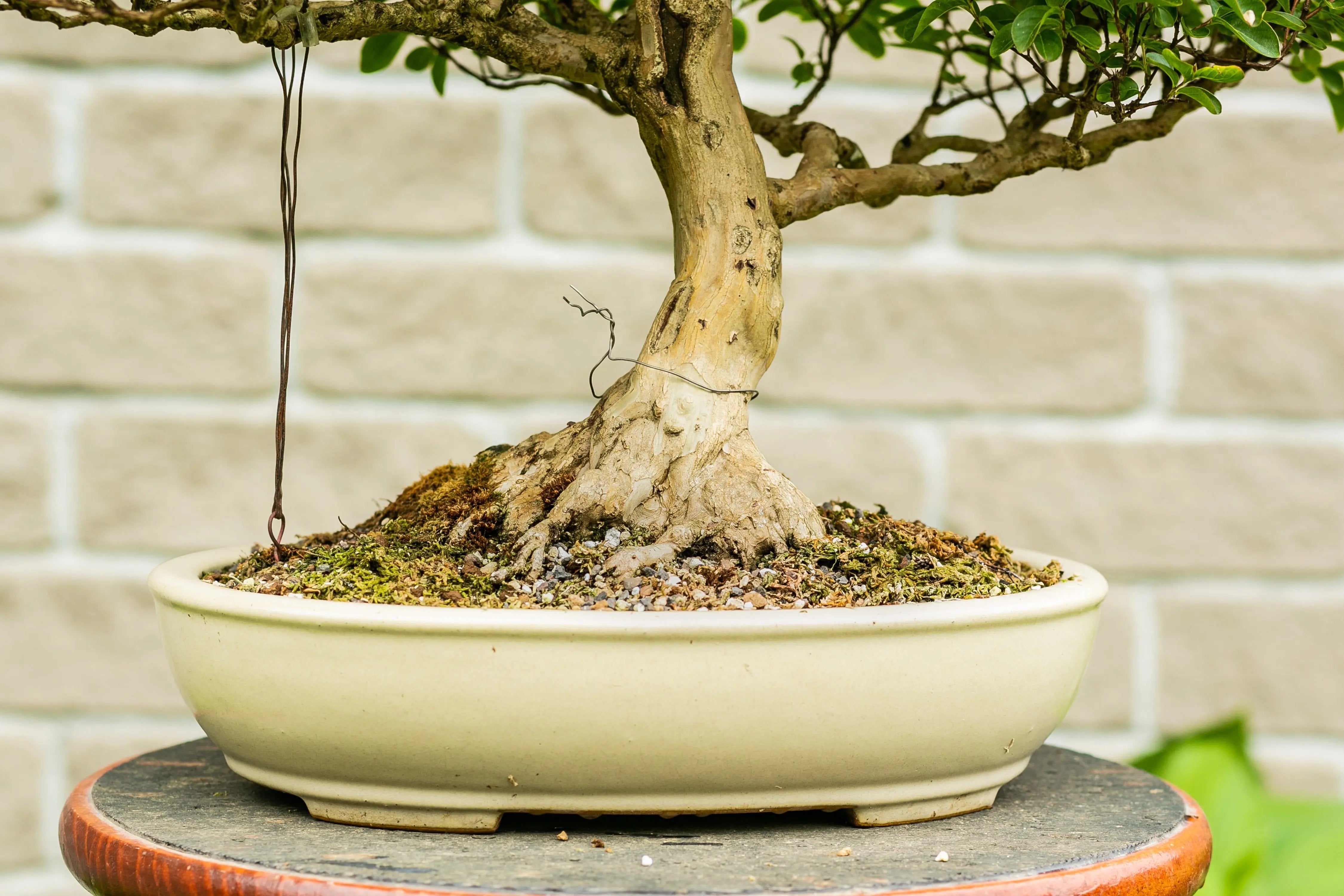 Lagerstroemia indica Canada Bonsai