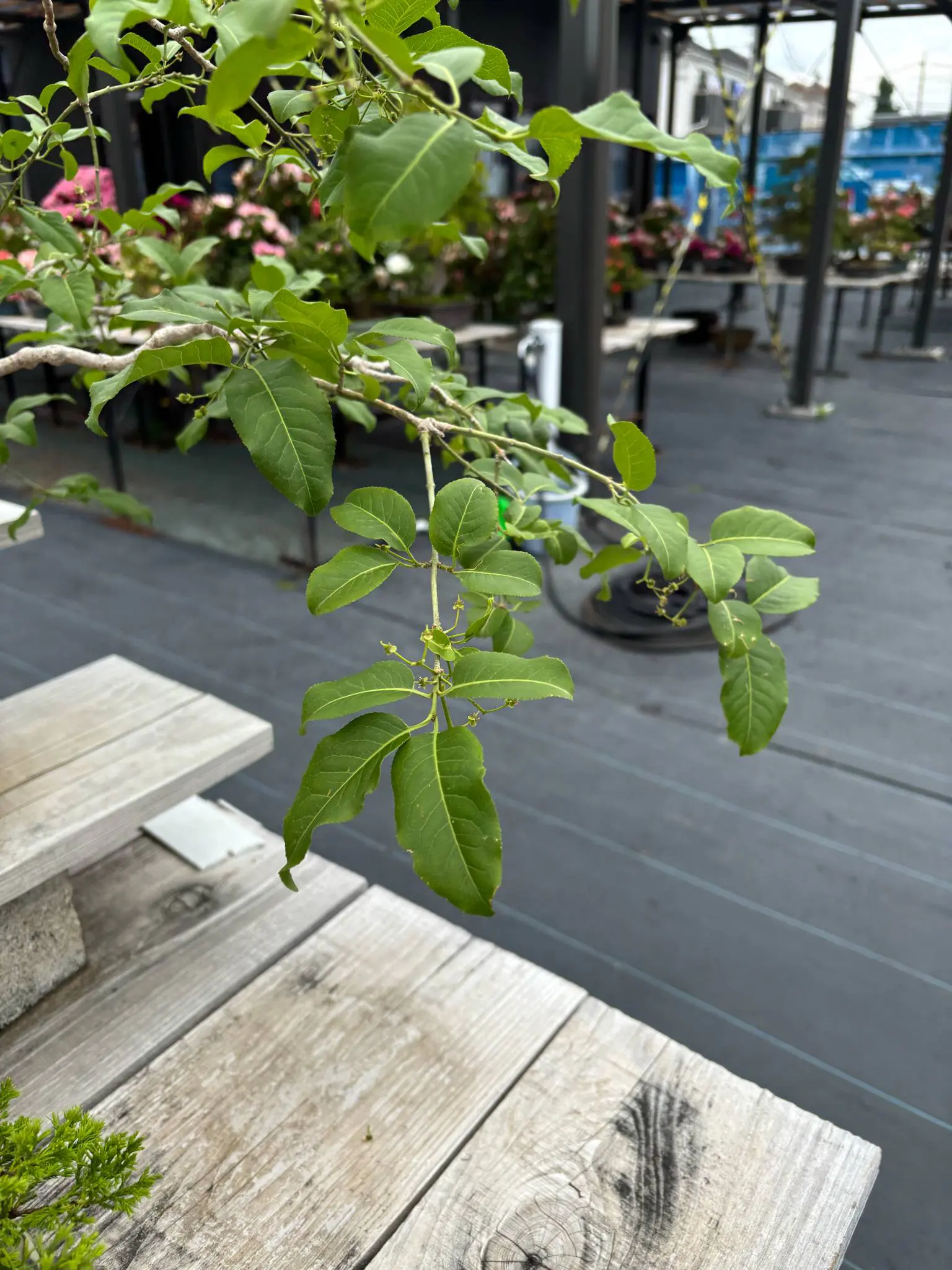 Euonymus Canada Bonsai