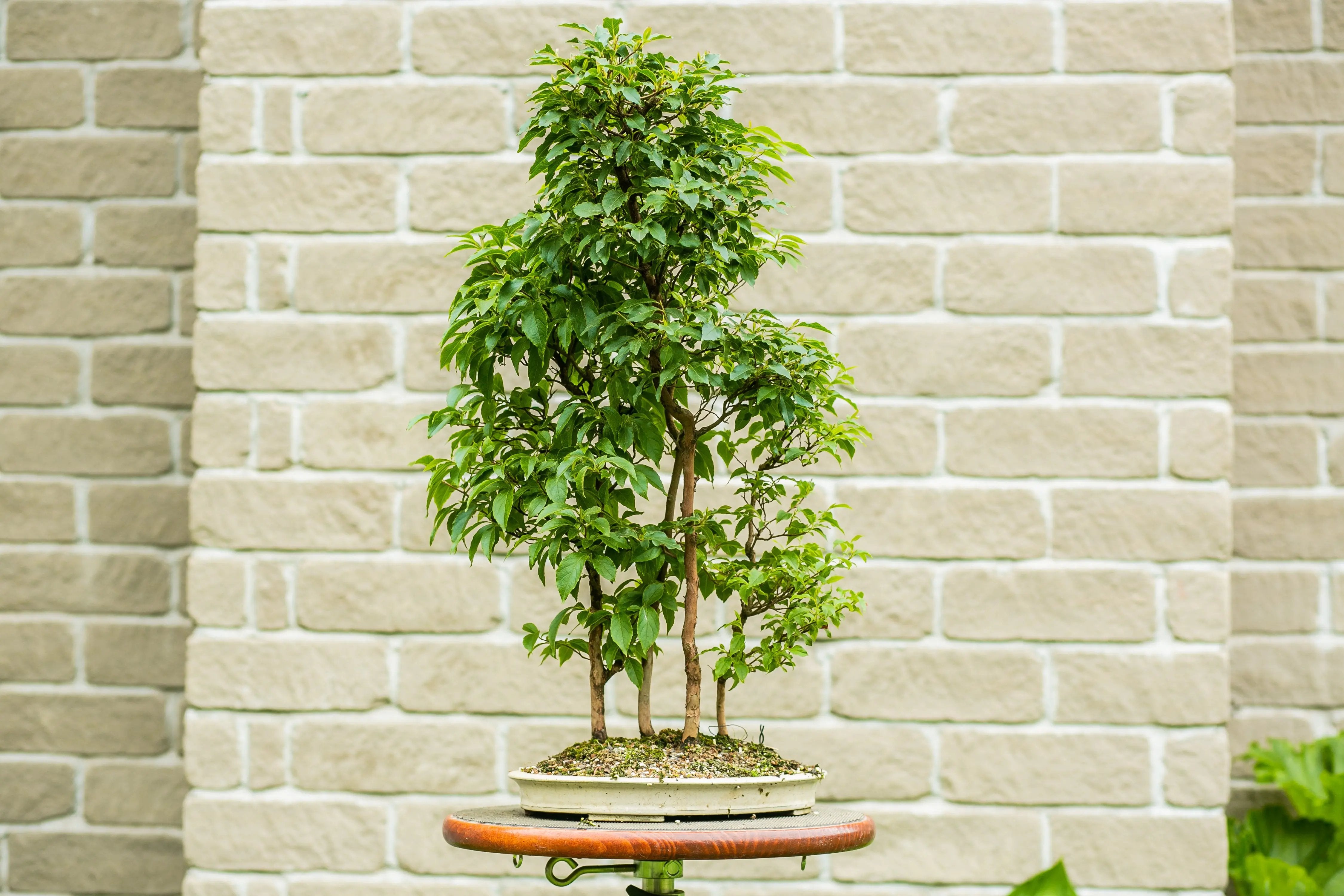 Stewartia monadelpha Canada Bonsai