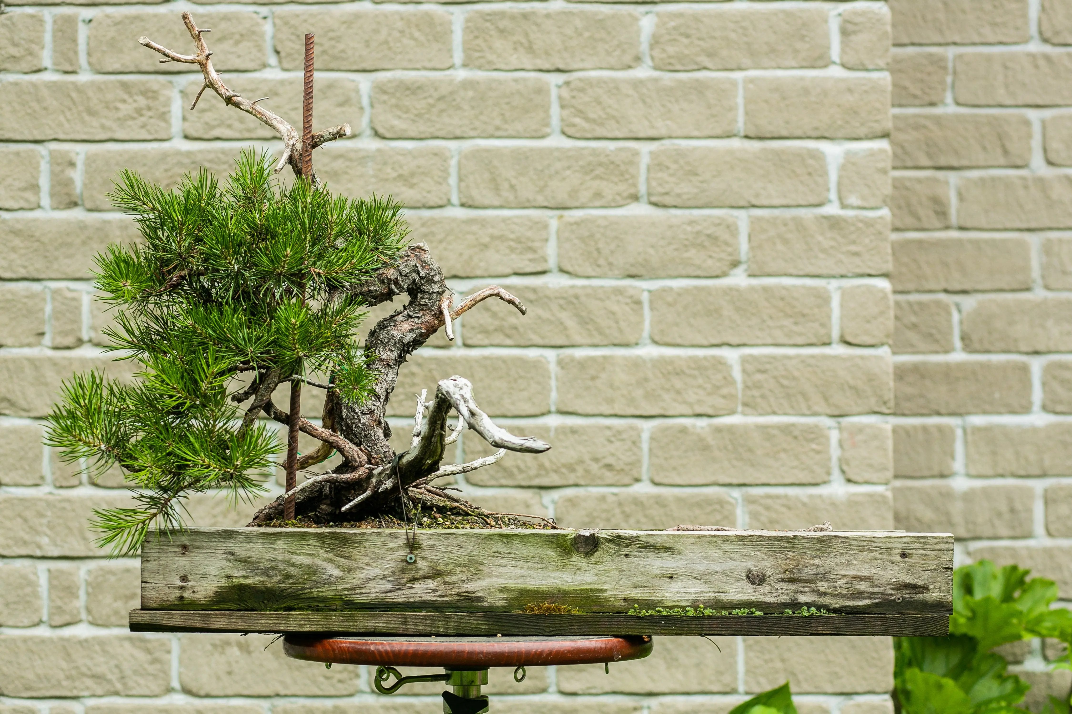 Pinus banksiana Canada Bonsai