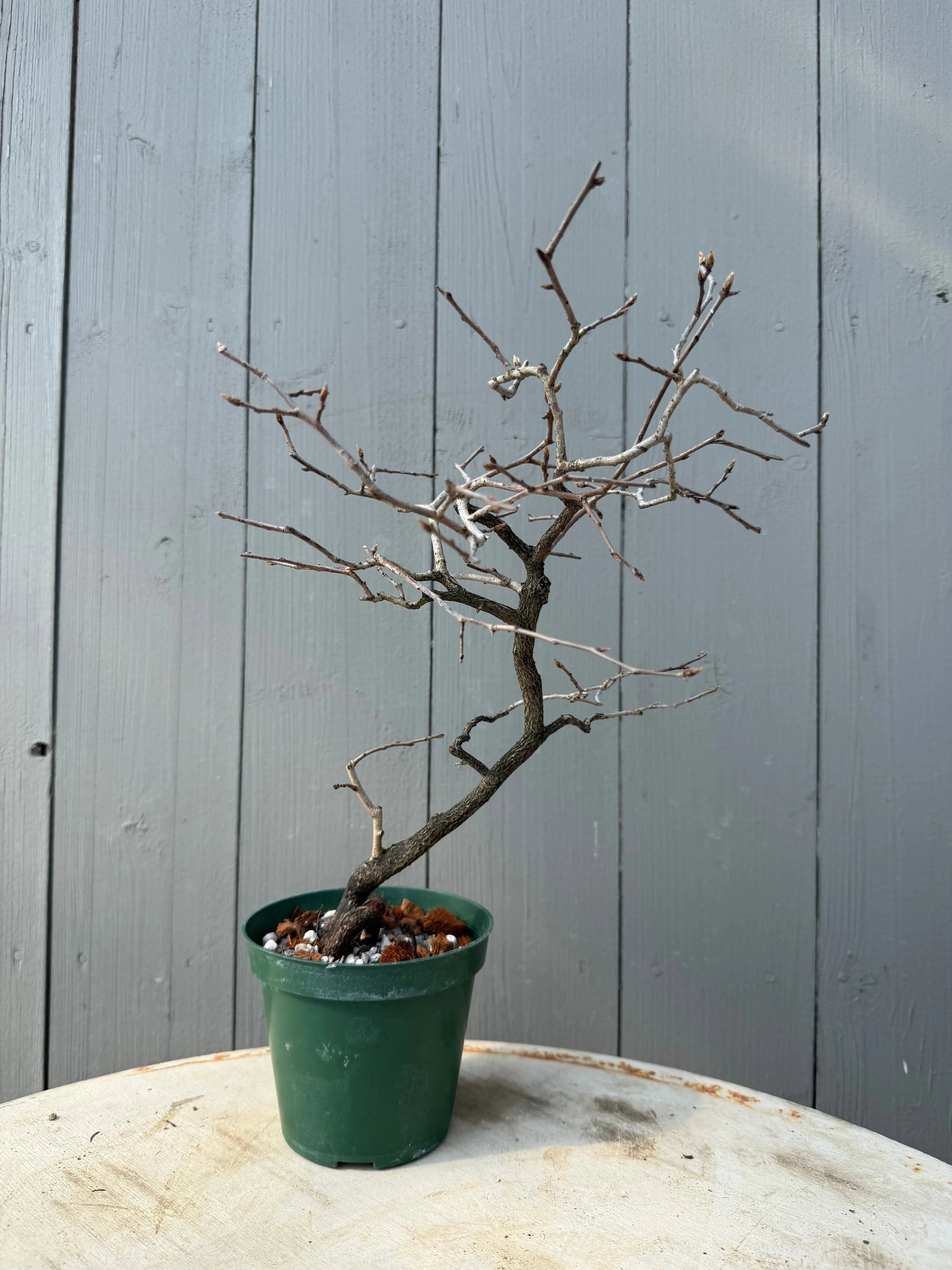 Diospyros rhombifolia Canada Bonsai
