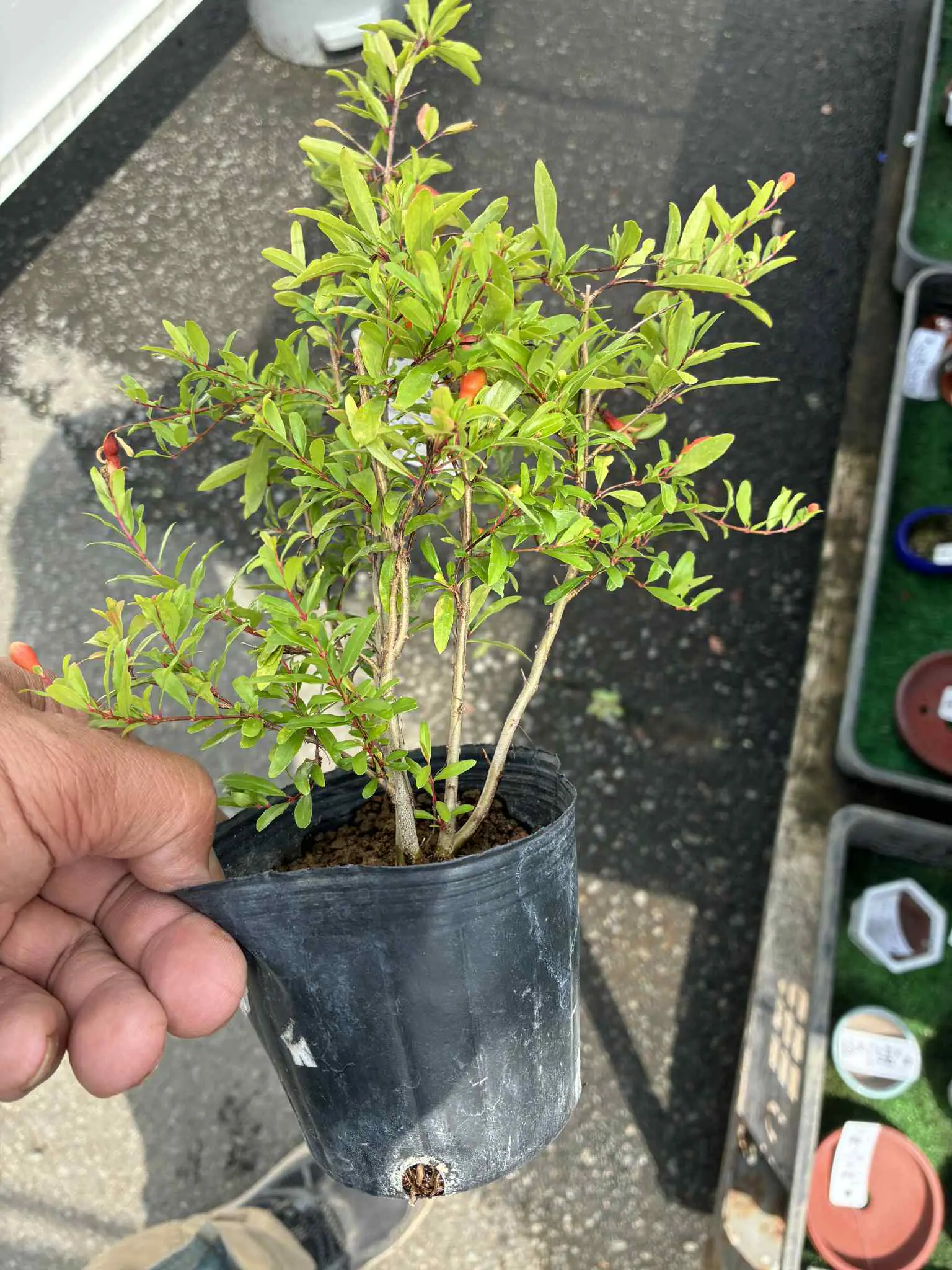 Punica granatum (dwarf?) Canada Bonsai