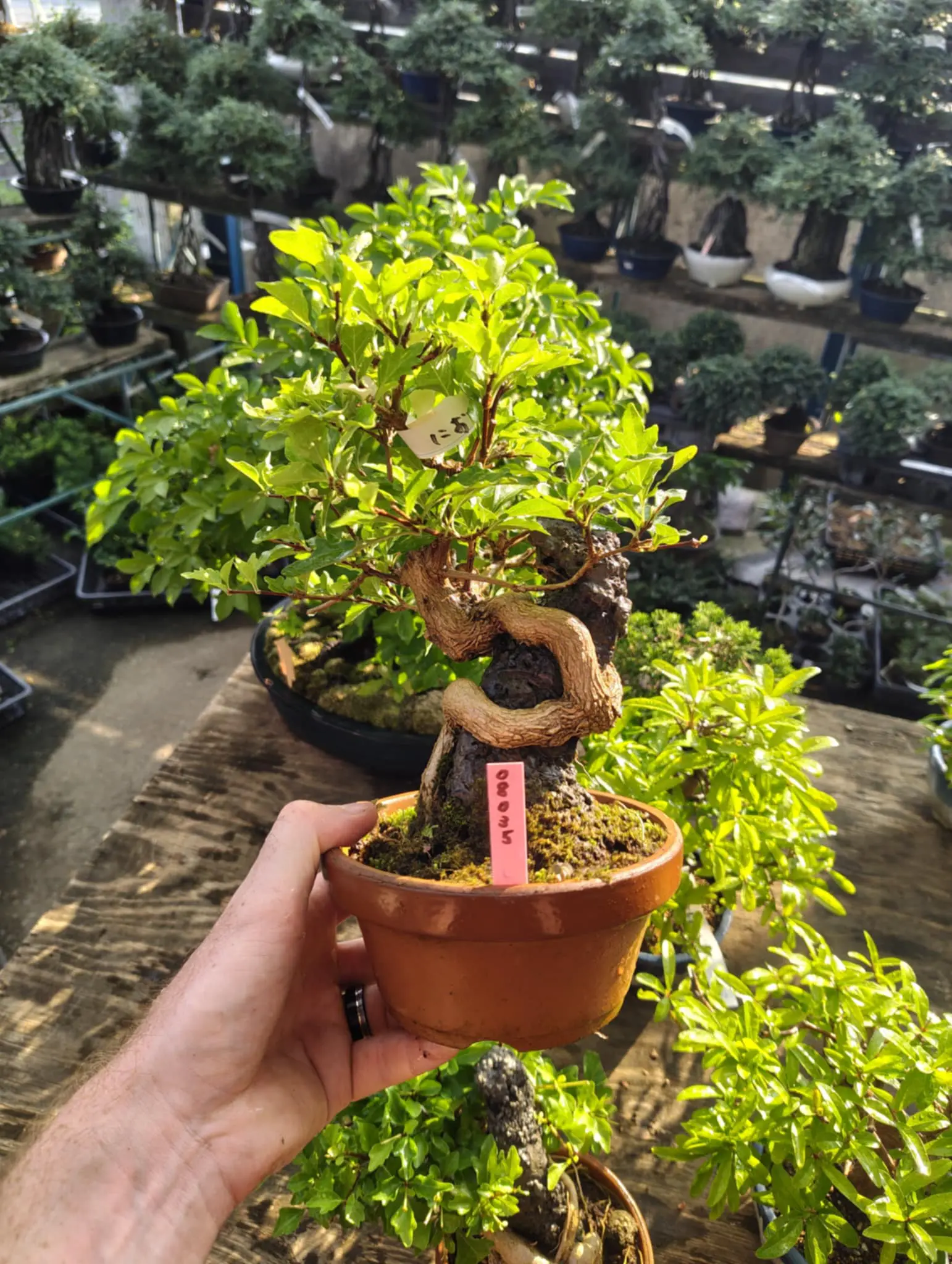 Premna japonica Canada Bonsai