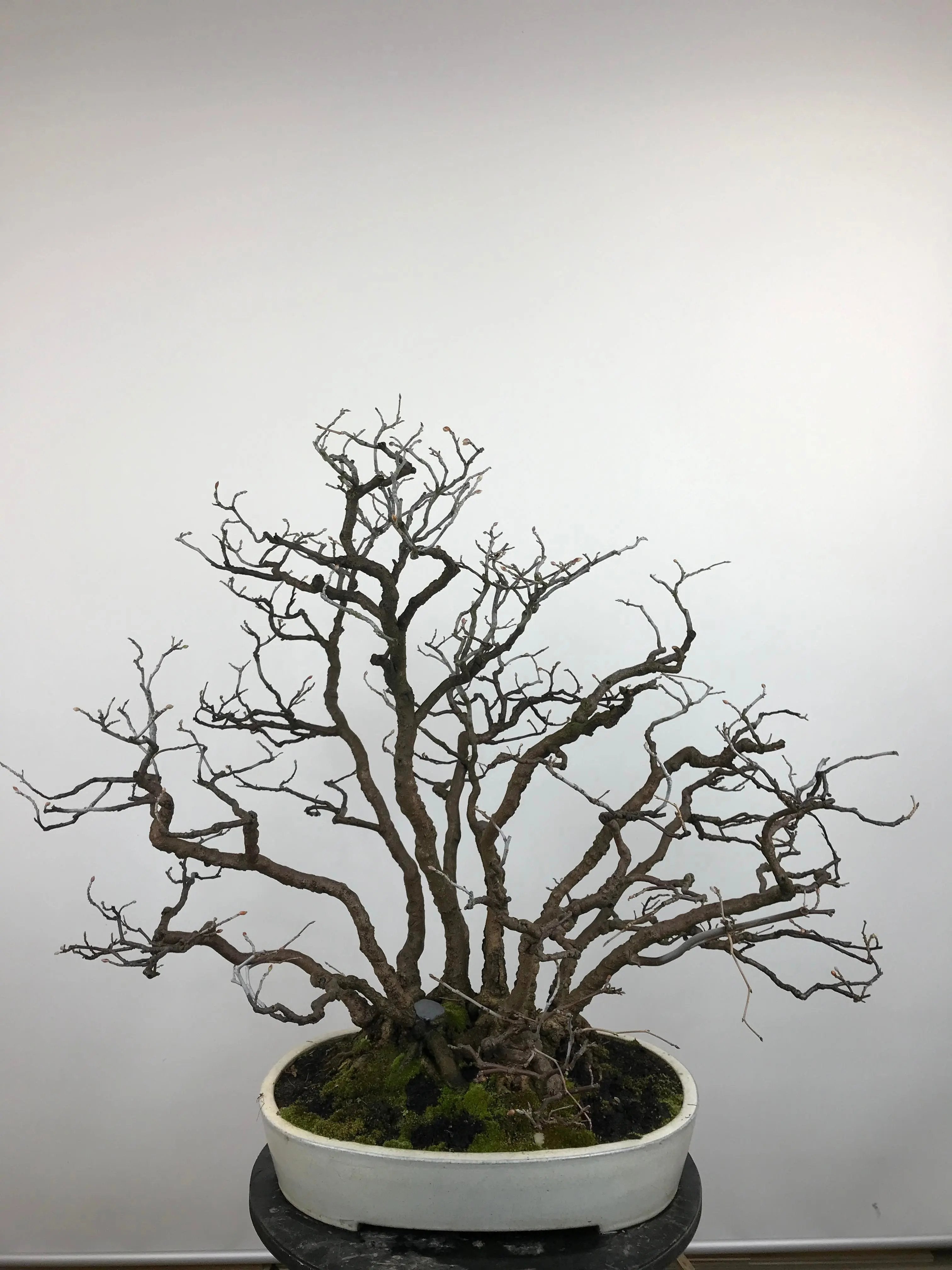 Corylopsis spicata Canada Bonsai