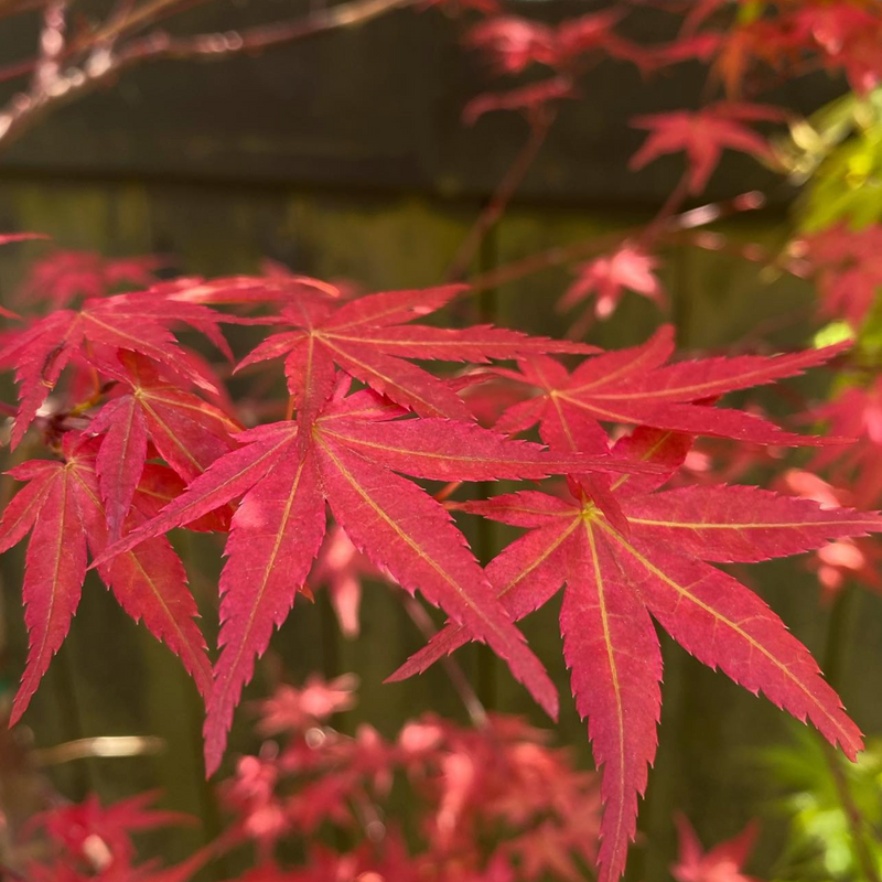 Acer palmatum 'Deshojo'