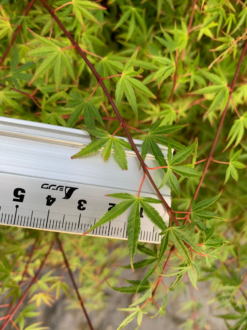Acer palmatum 'Yuki Hime'