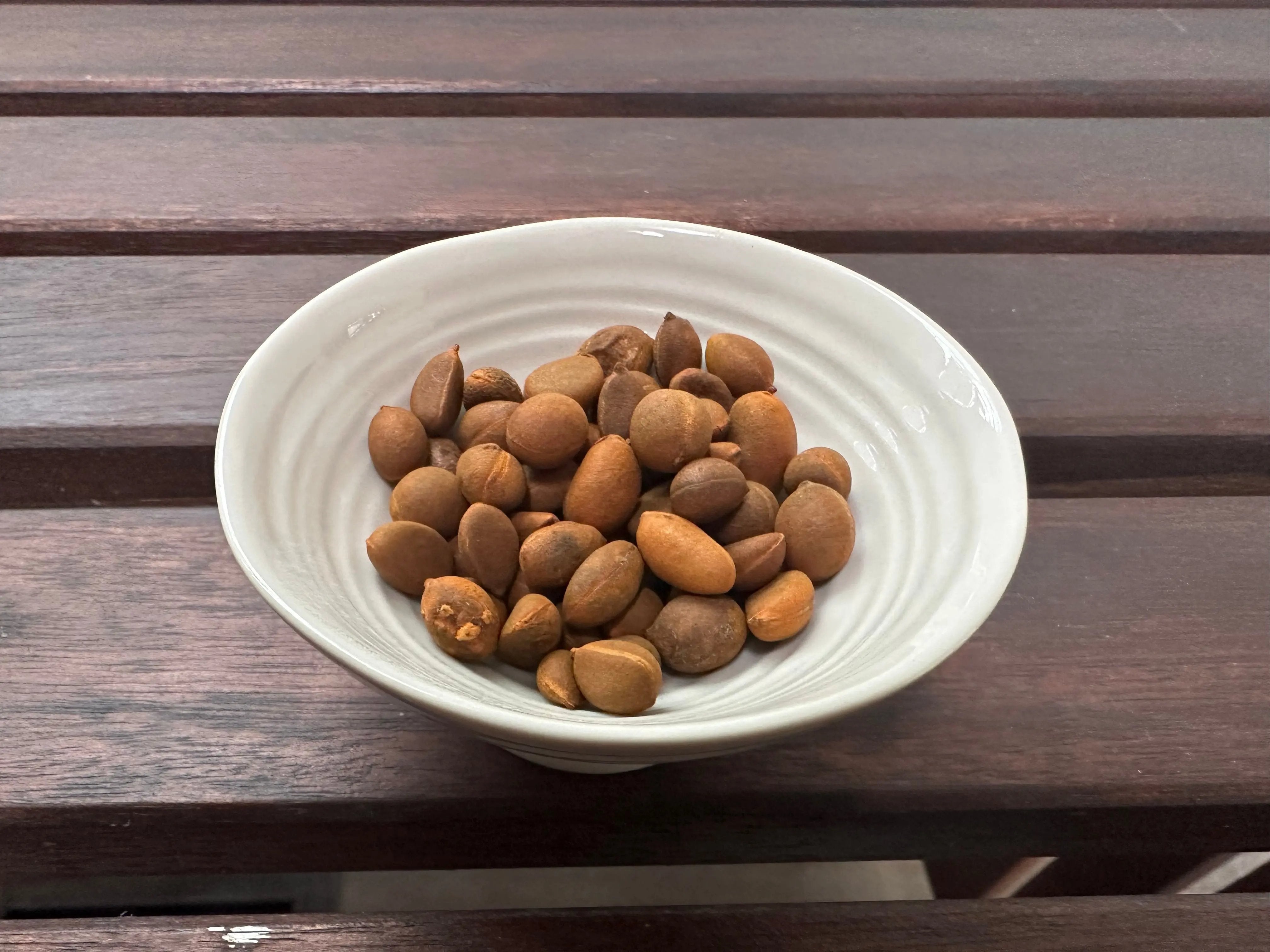 Base Kit with Seed Canada Bonsai