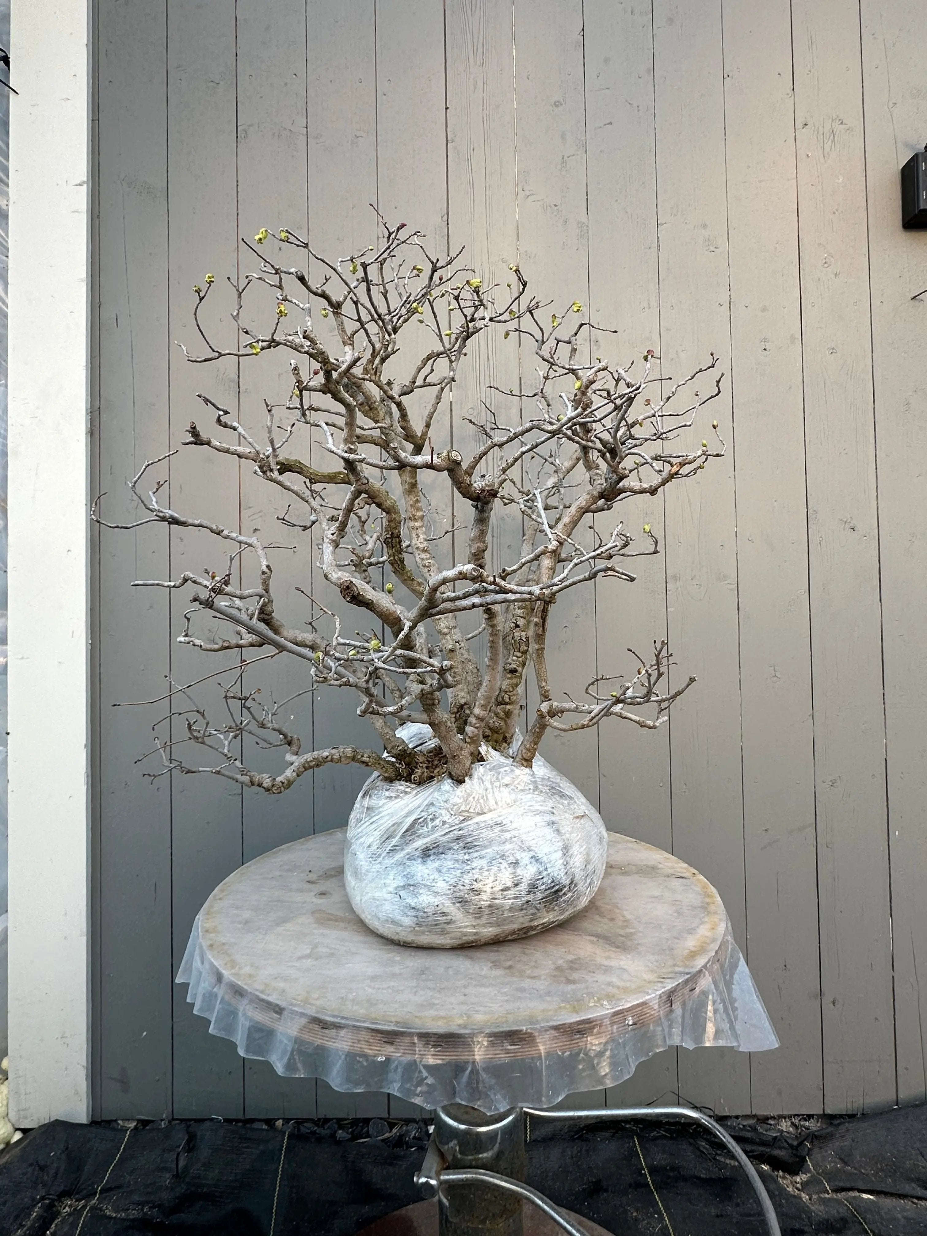 Corylopsis spicata Canada Bonsai