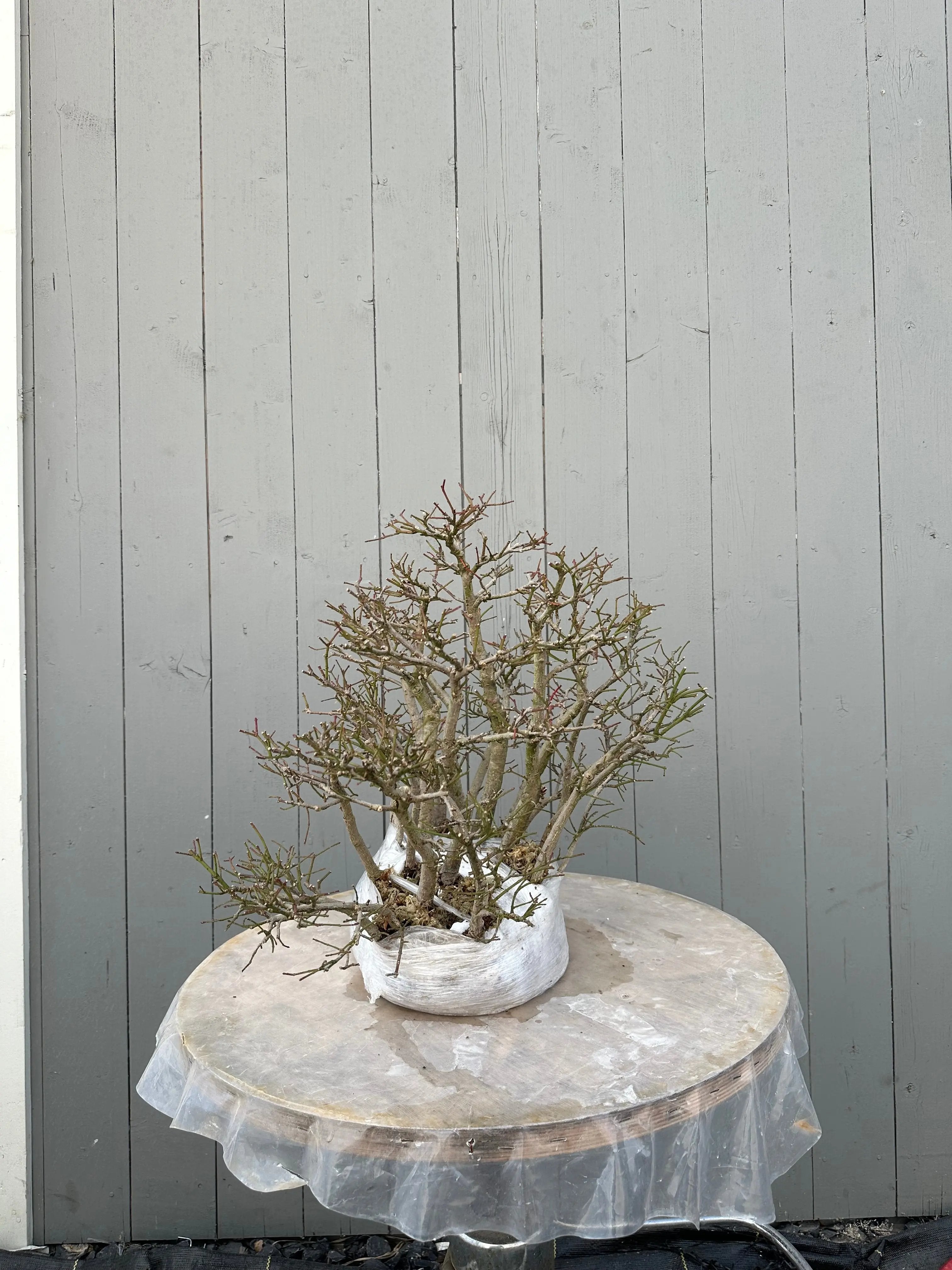 Euonymus #4 Canada Bonsai