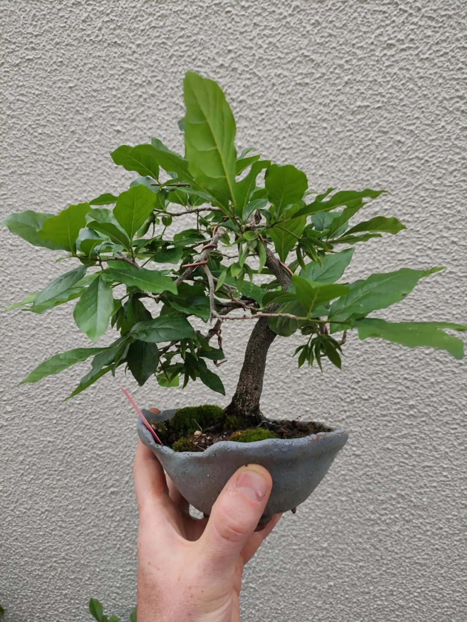 Diospyros rhombifolia Canada Bonsai