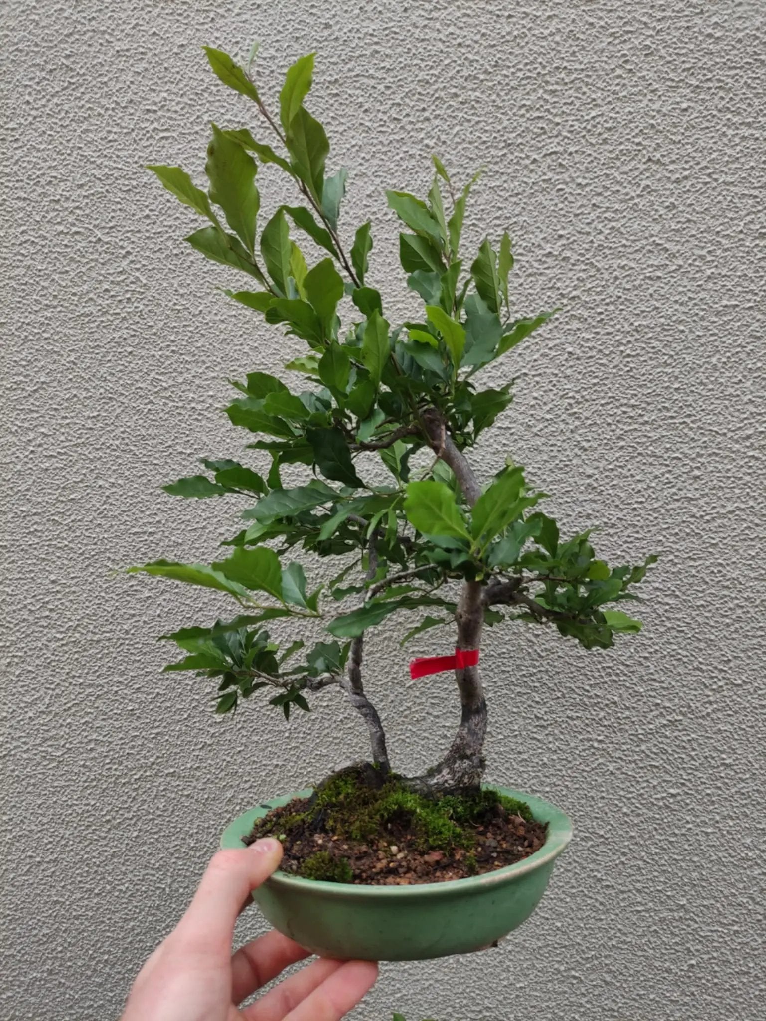 Diospyros rhombifolia Canada Bonsai