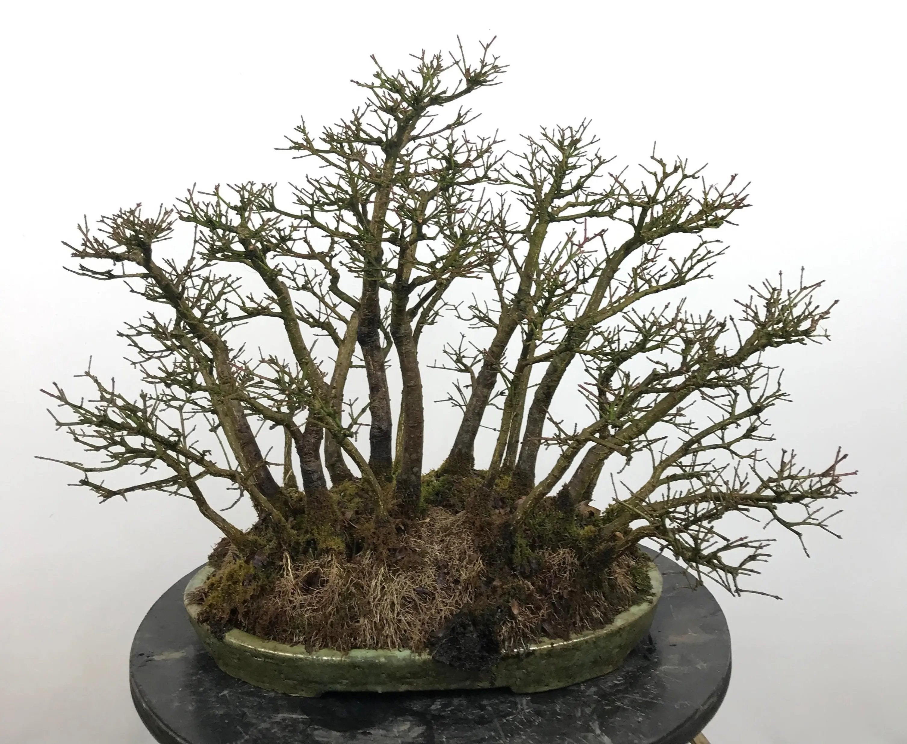 Euonymus #4 Canada Bonsai