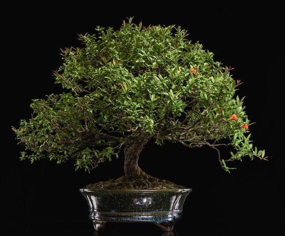 Punica granatum Neji-kan