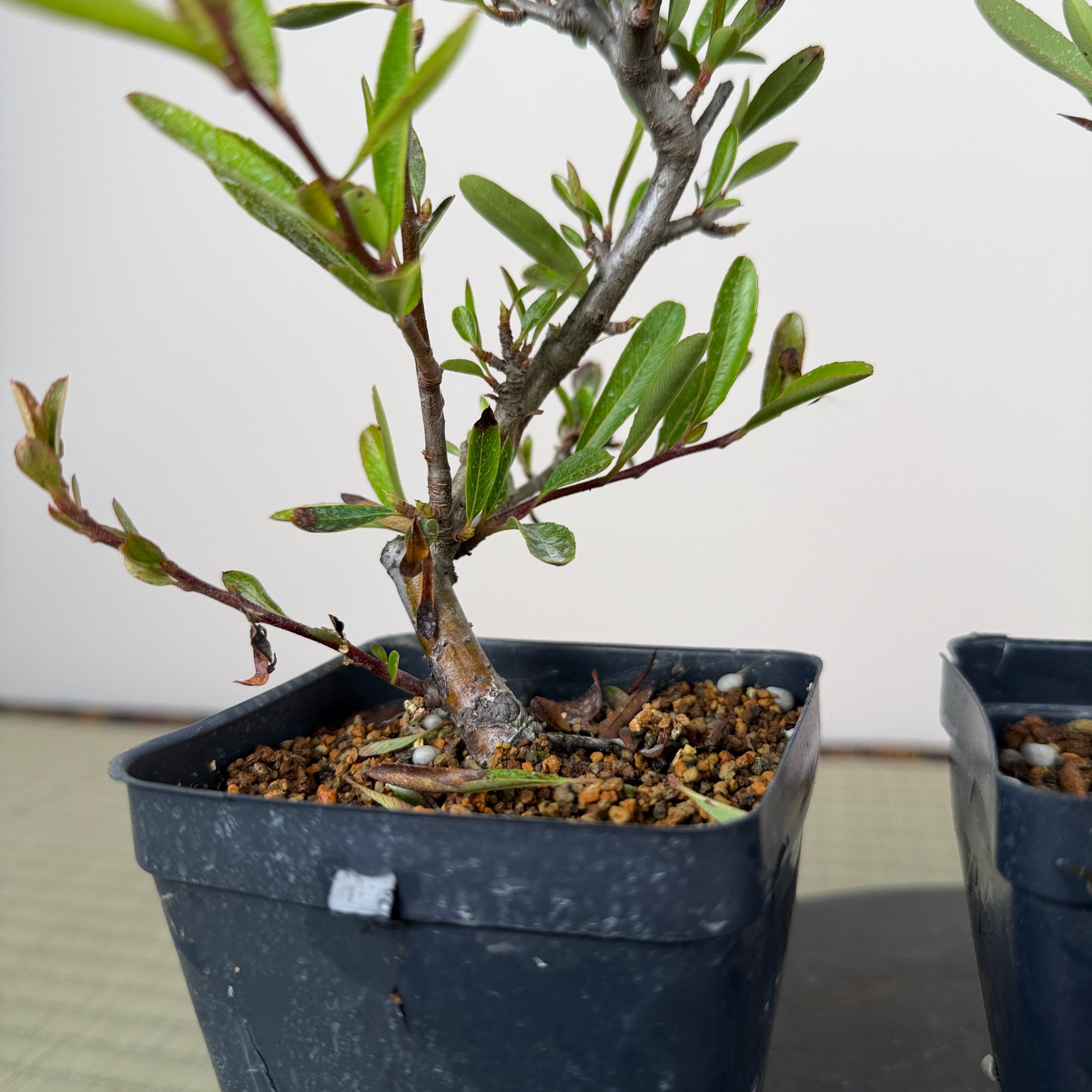 Pyracantha angustifolia (rouge ou orange)