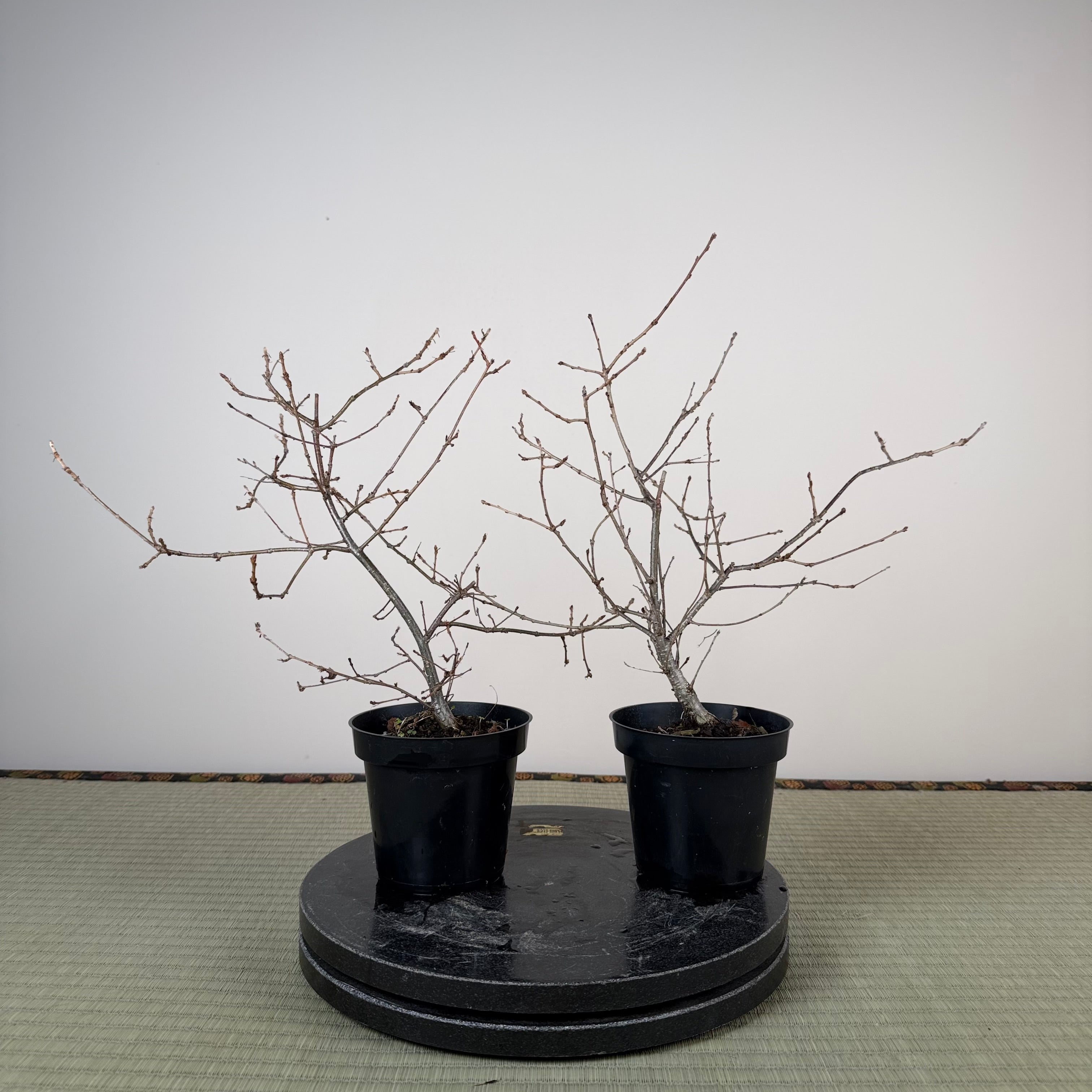 Quercus serrata (non taillé)