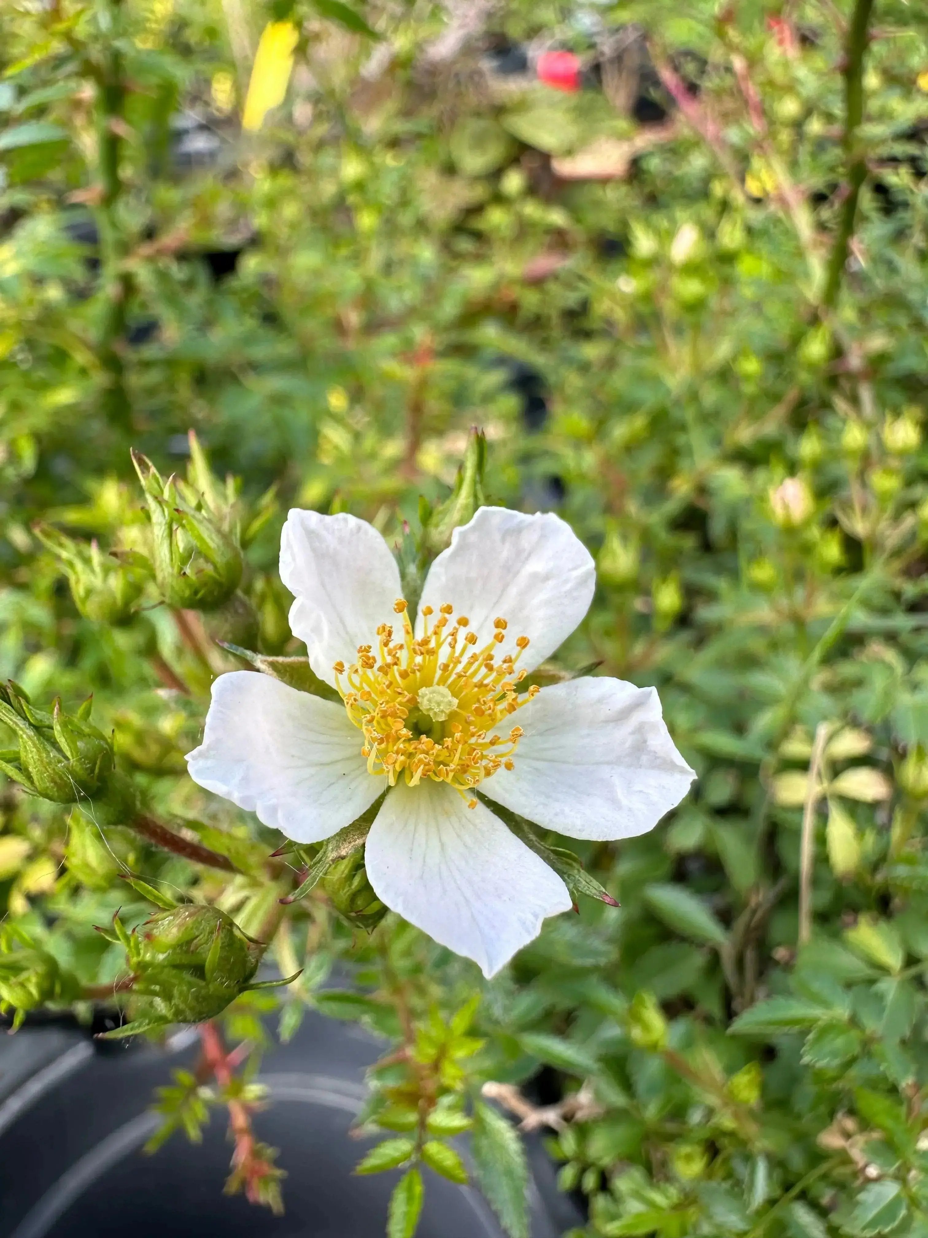 ROSE (white & pink) Canada Bonsai
