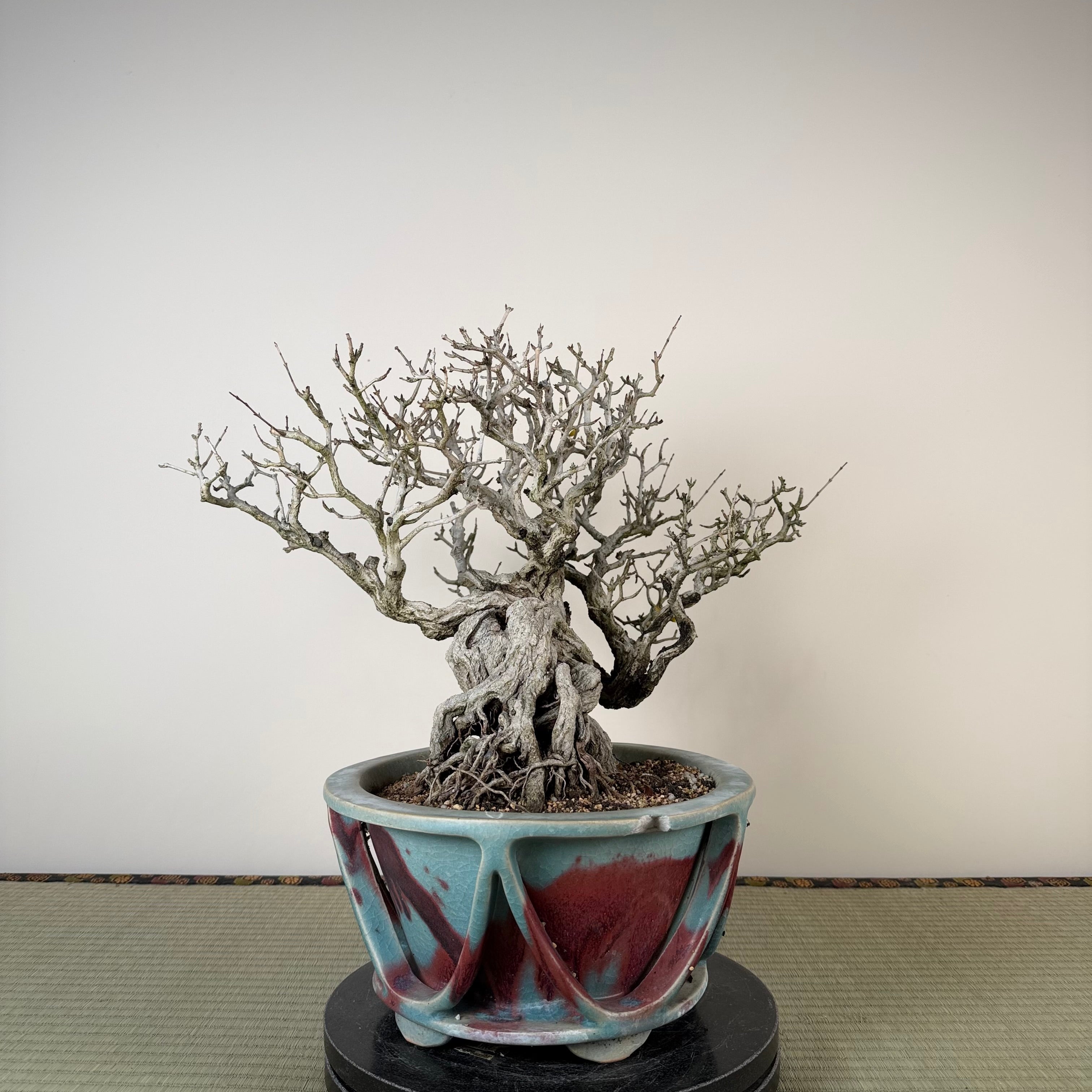 Punica granatum 25th Anniversary Gafu-ten