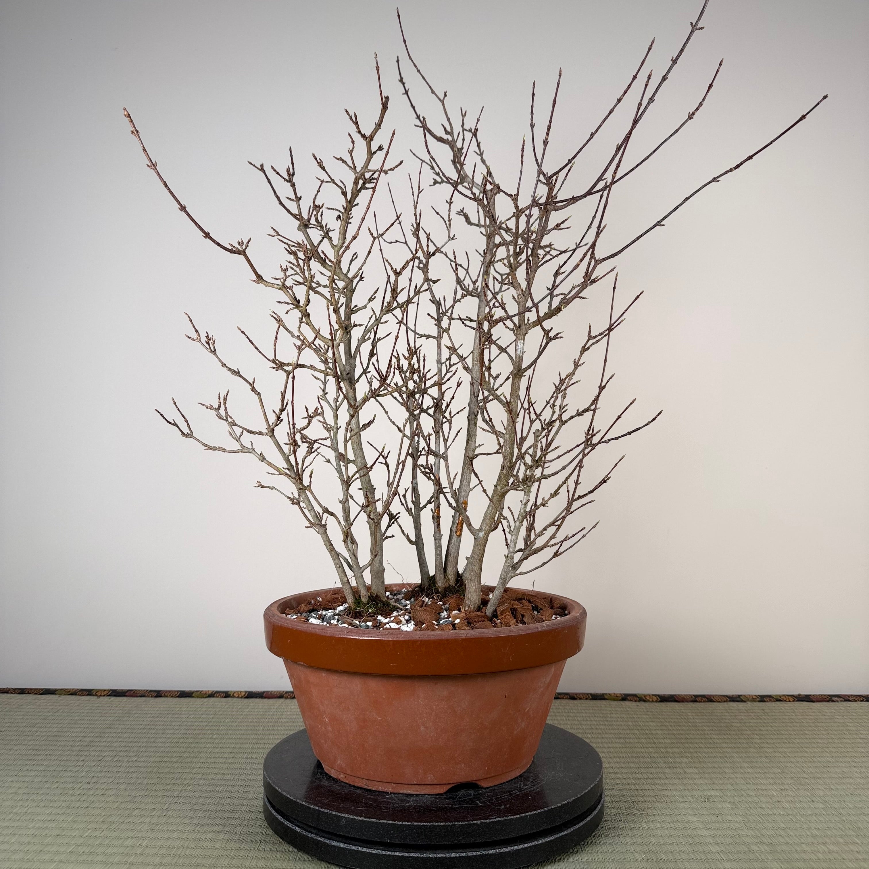 Acer buergerianum 'Fuyo-en' (Clump)