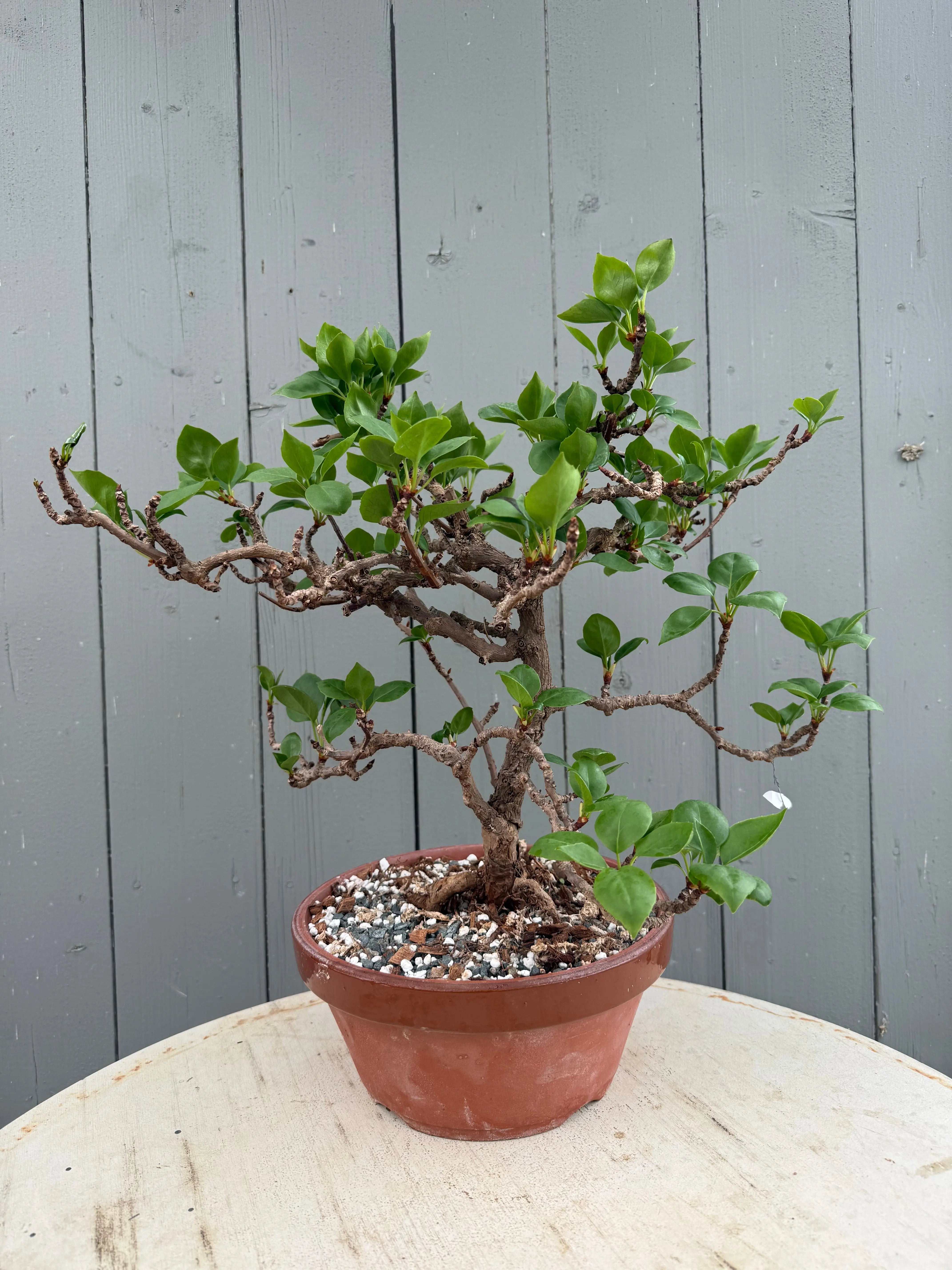 Actinidia arguta Canada Bonsai