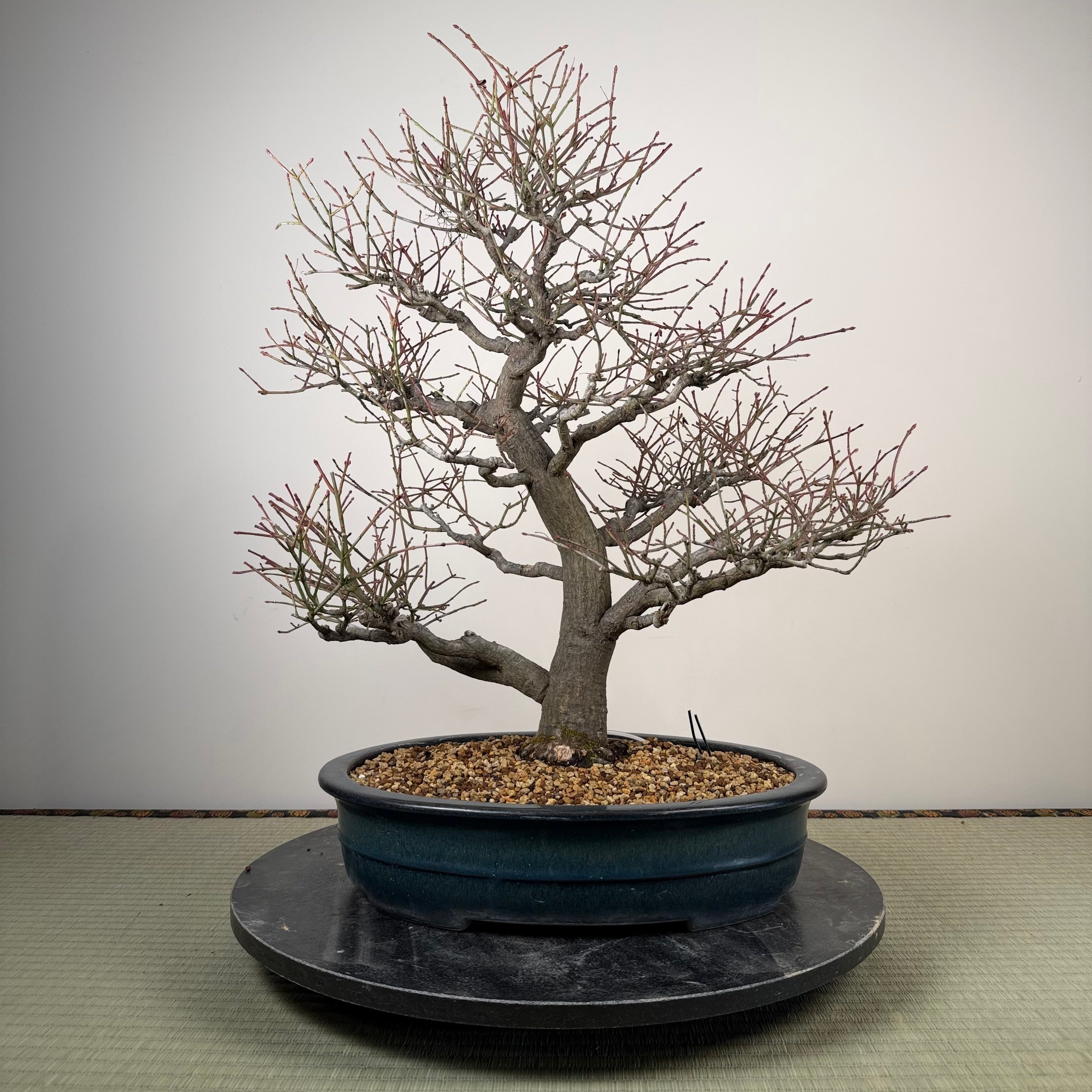 Euonymus
