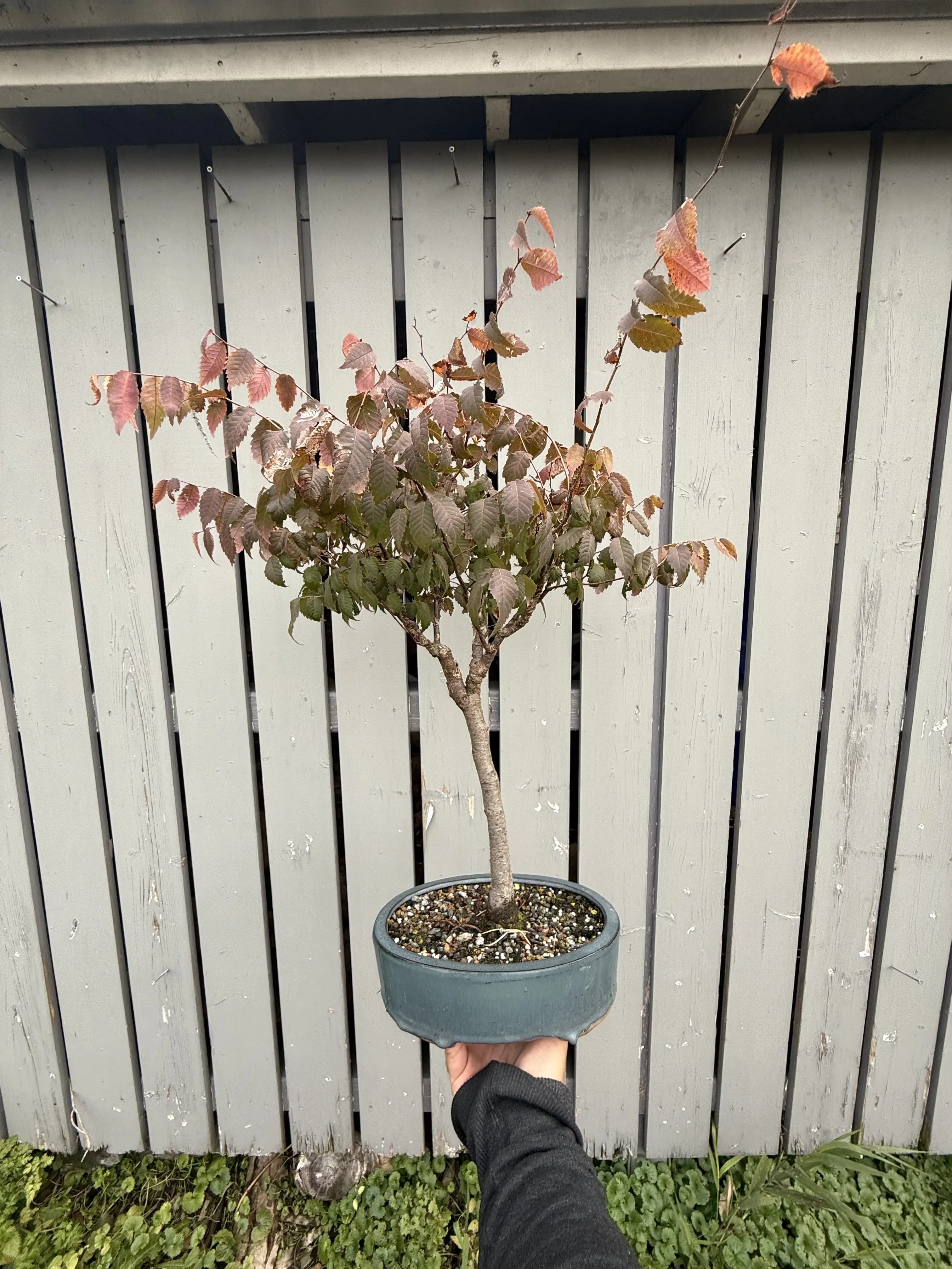 Zelkova serrata #8 Canada Bonsai