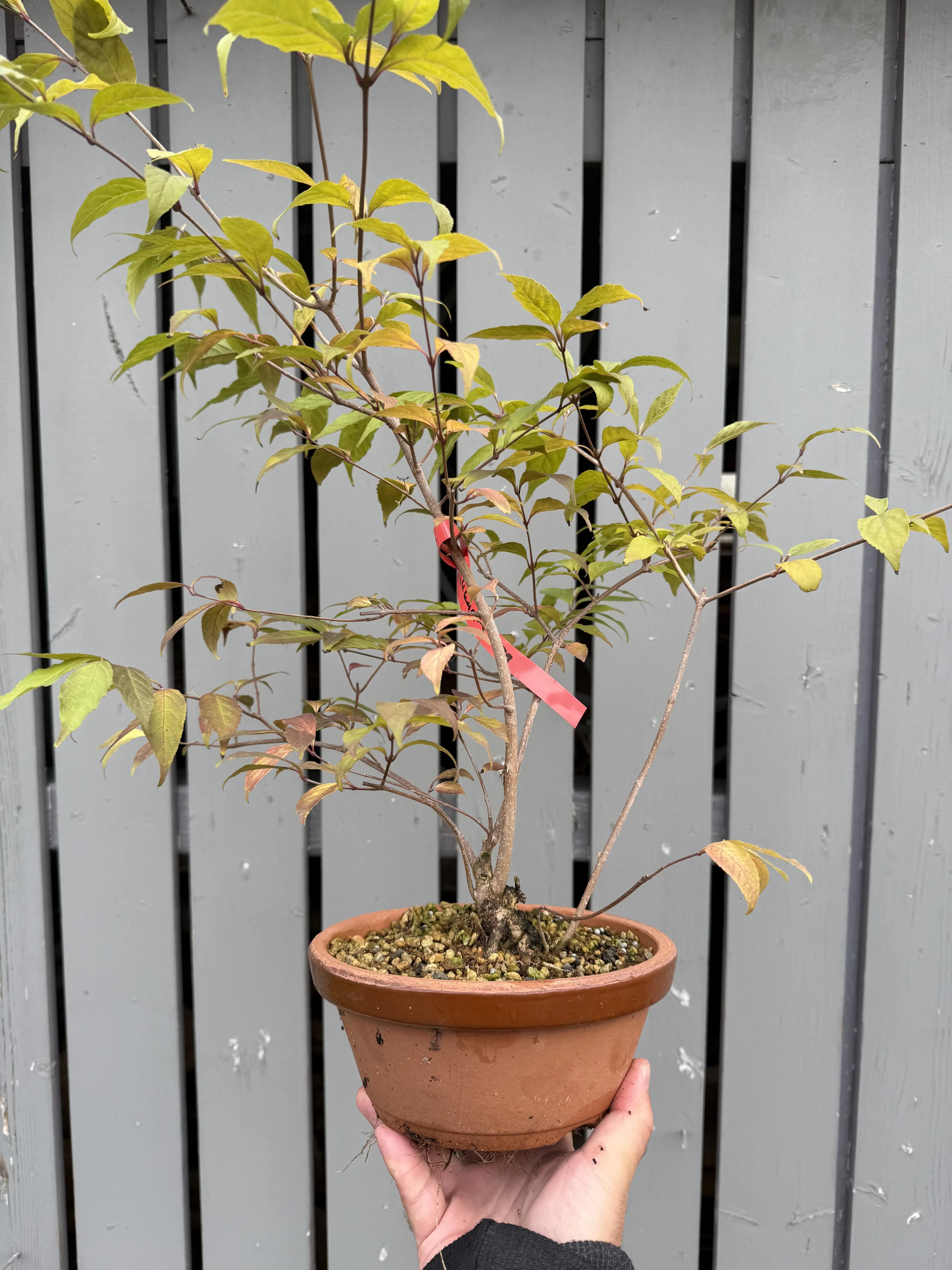 Callicarpa #2 Canada Bonsai