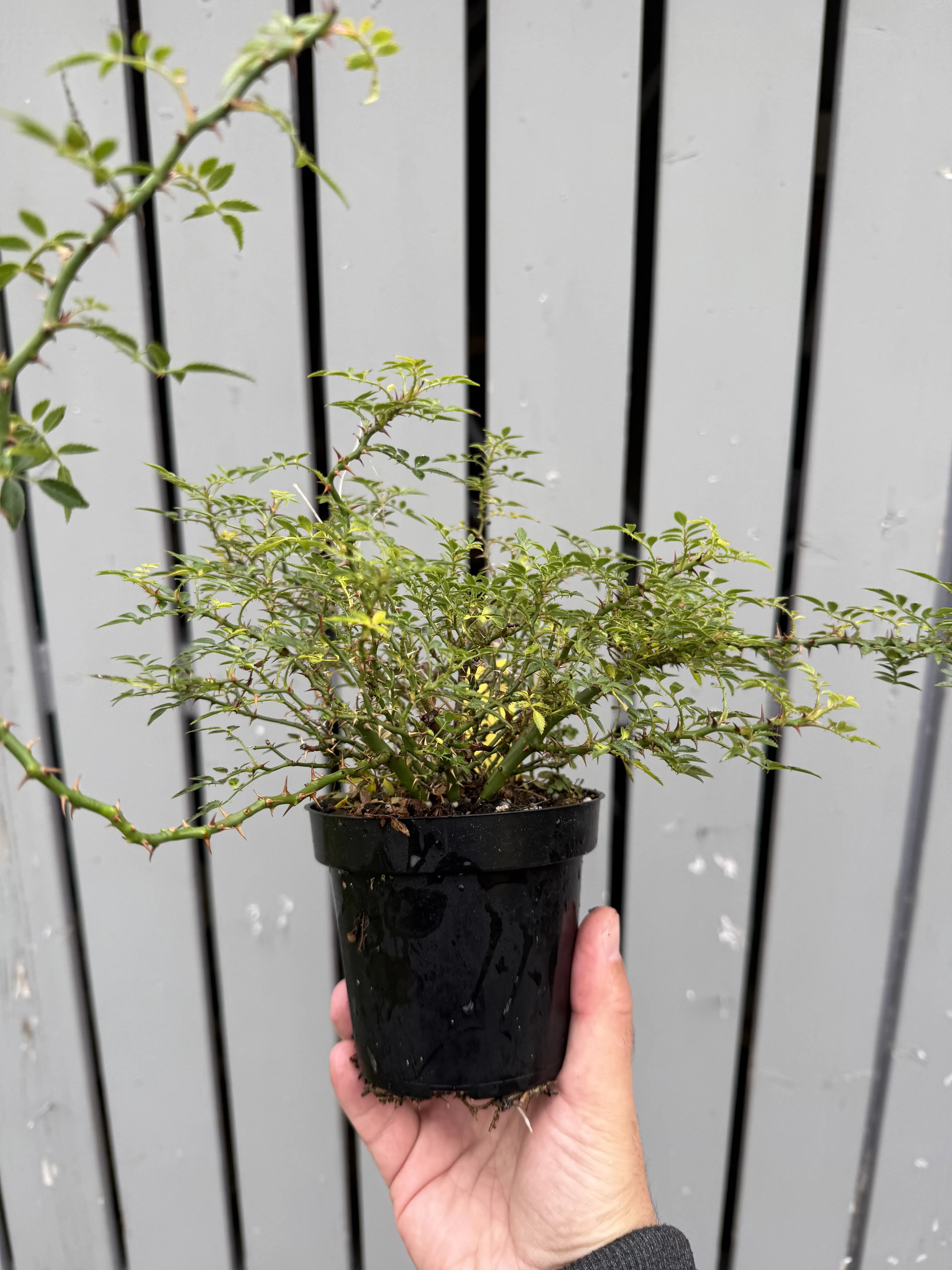 Rosa #1 Canada Bonsai