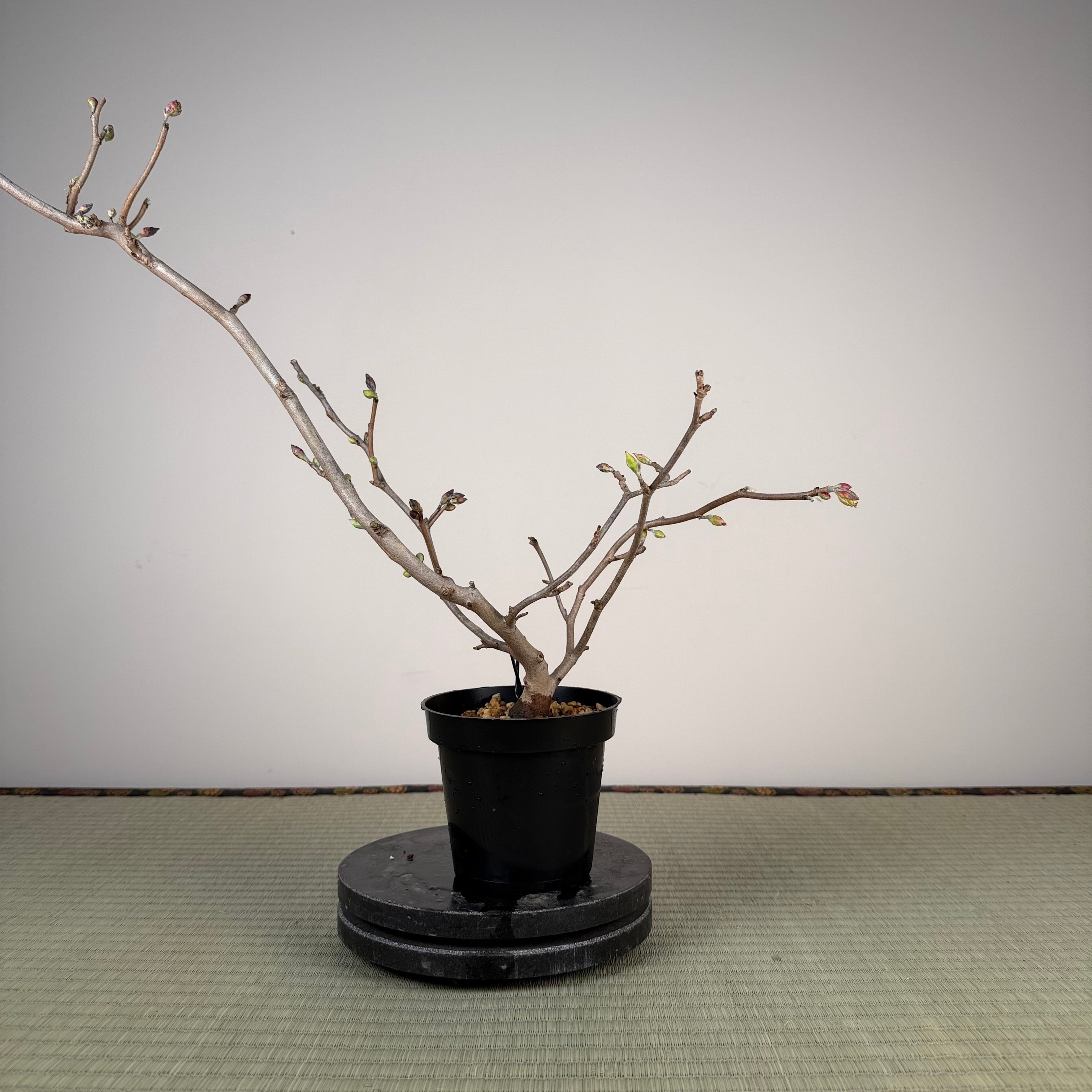 Corylopsis spicata