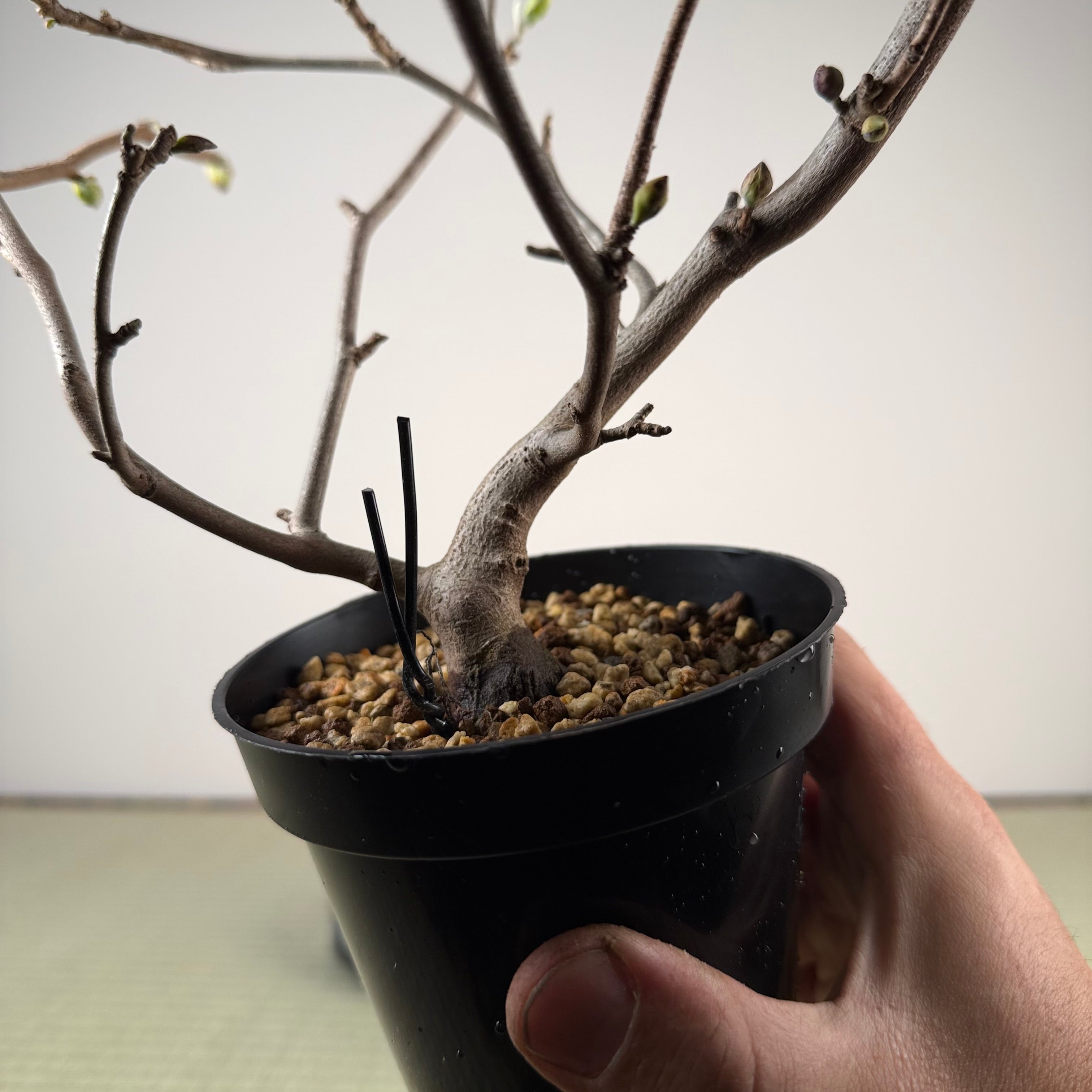 Corylopsis spicata