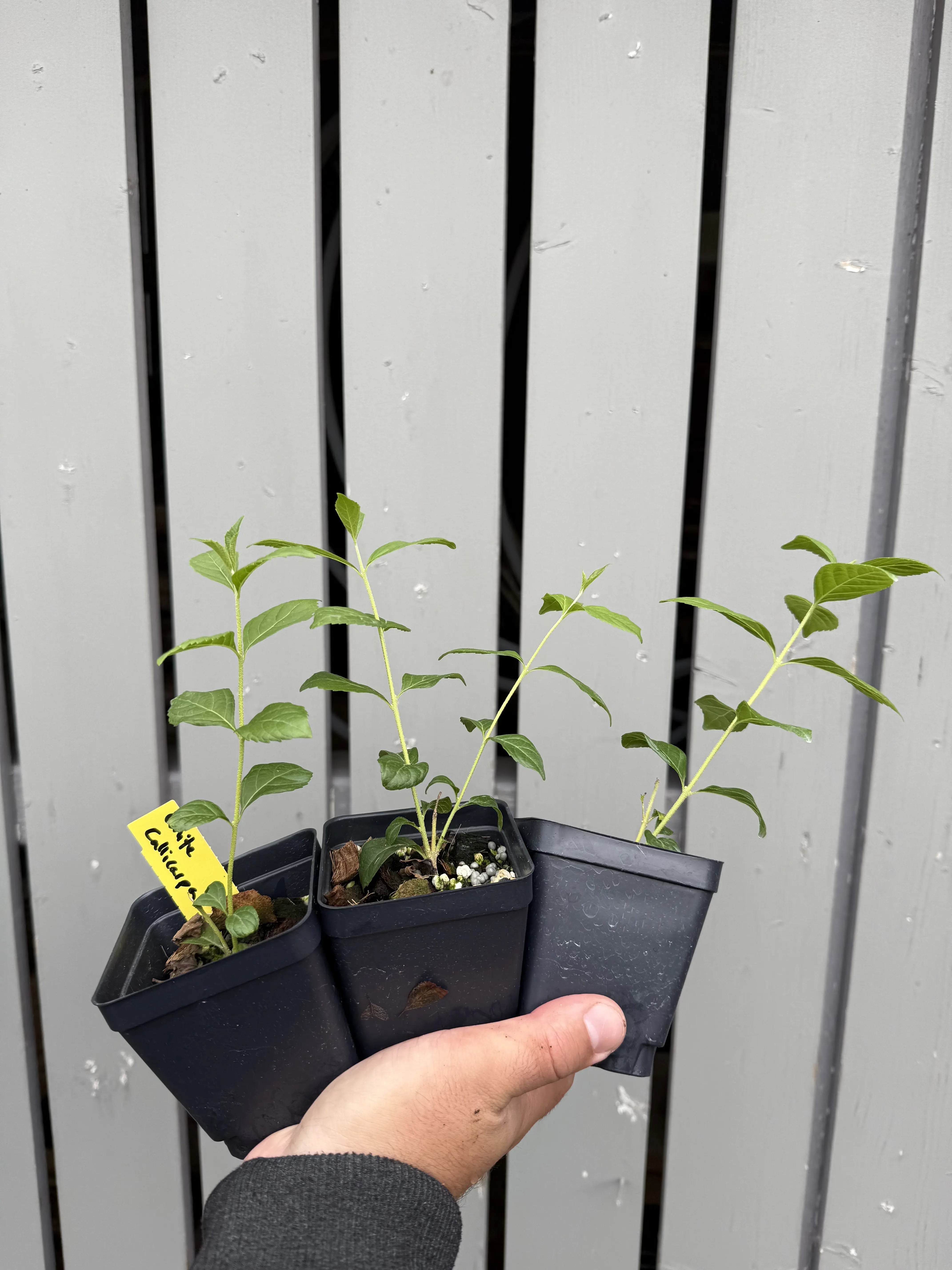 Callicarpa (White berries) Canada Bonsai