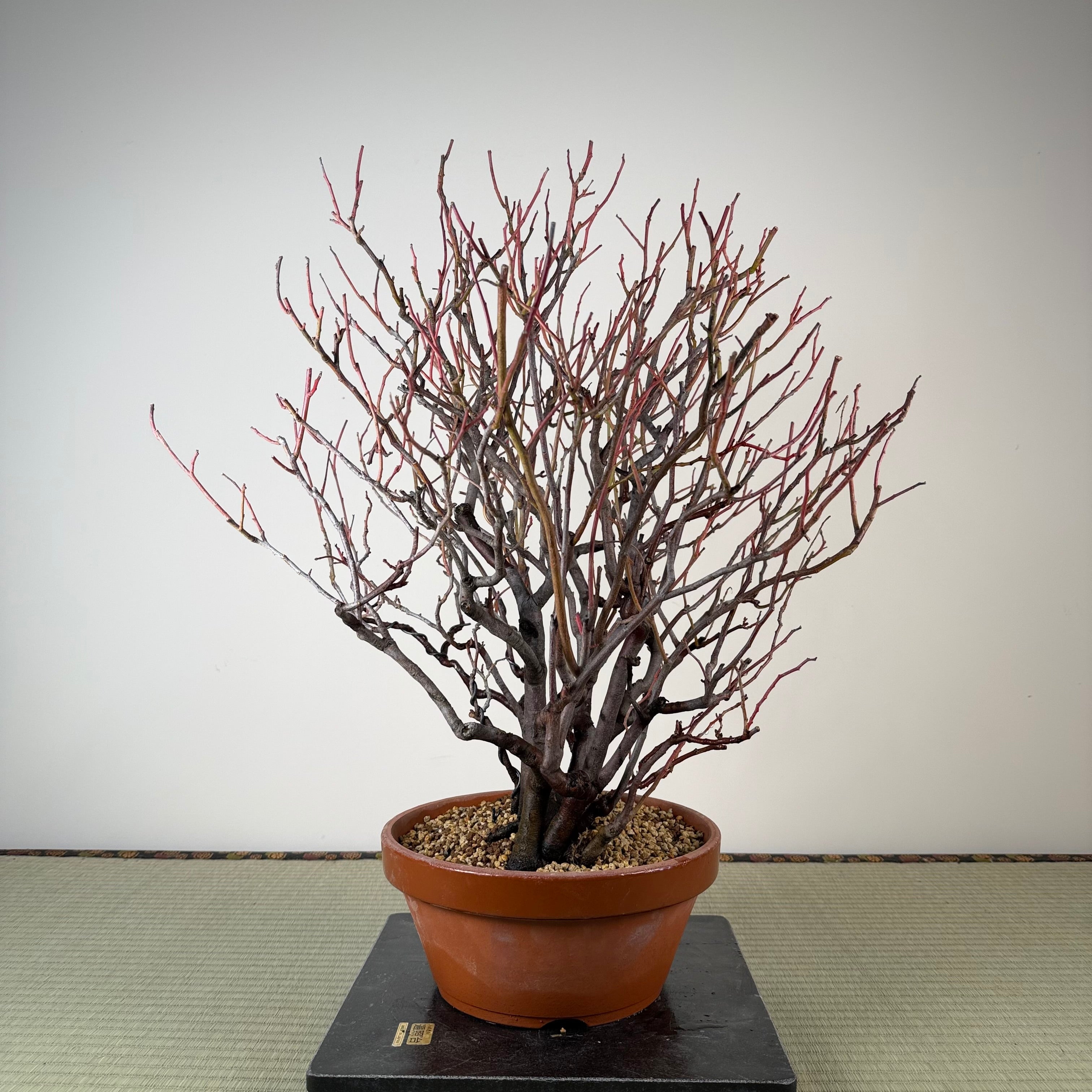 Itea japonica