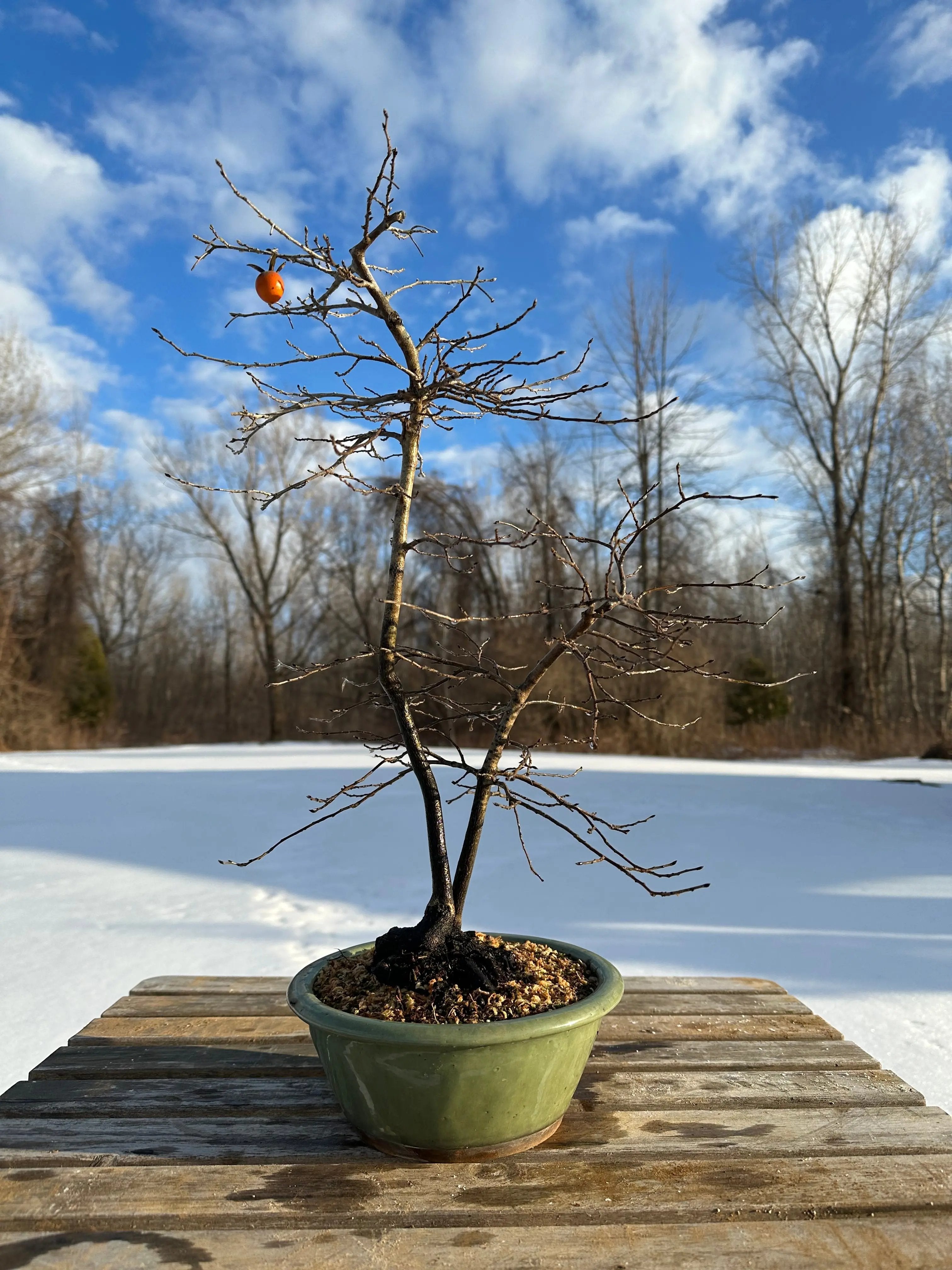 Diopsyros rhombifolia Canada Bonsai
