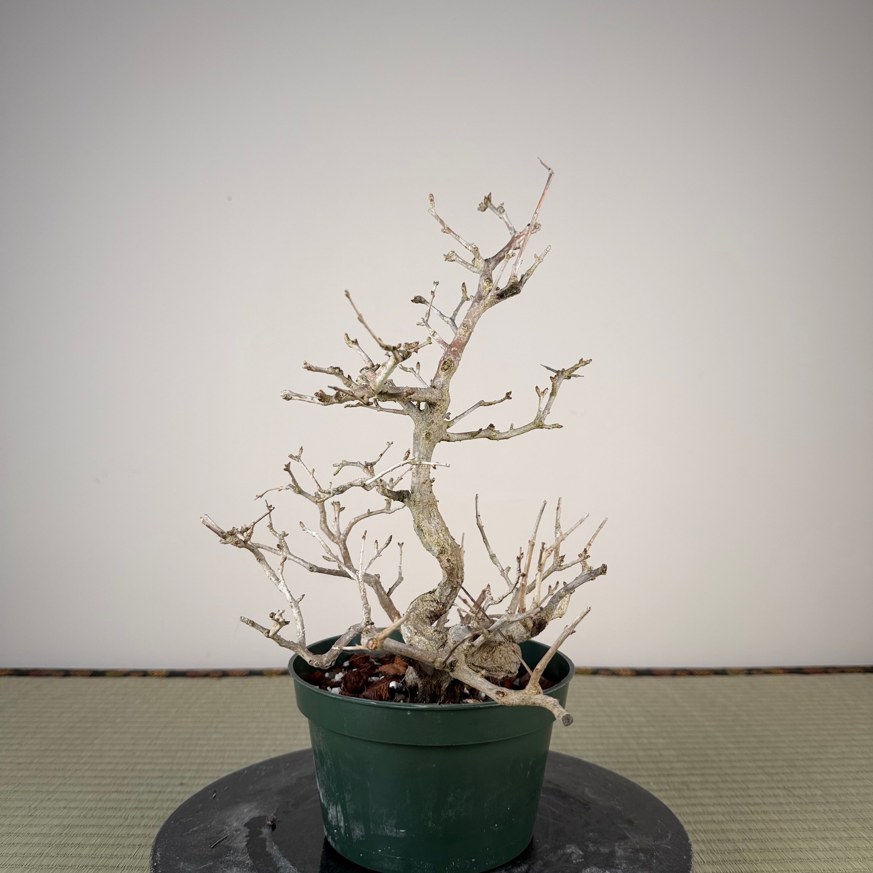 Punica granatum