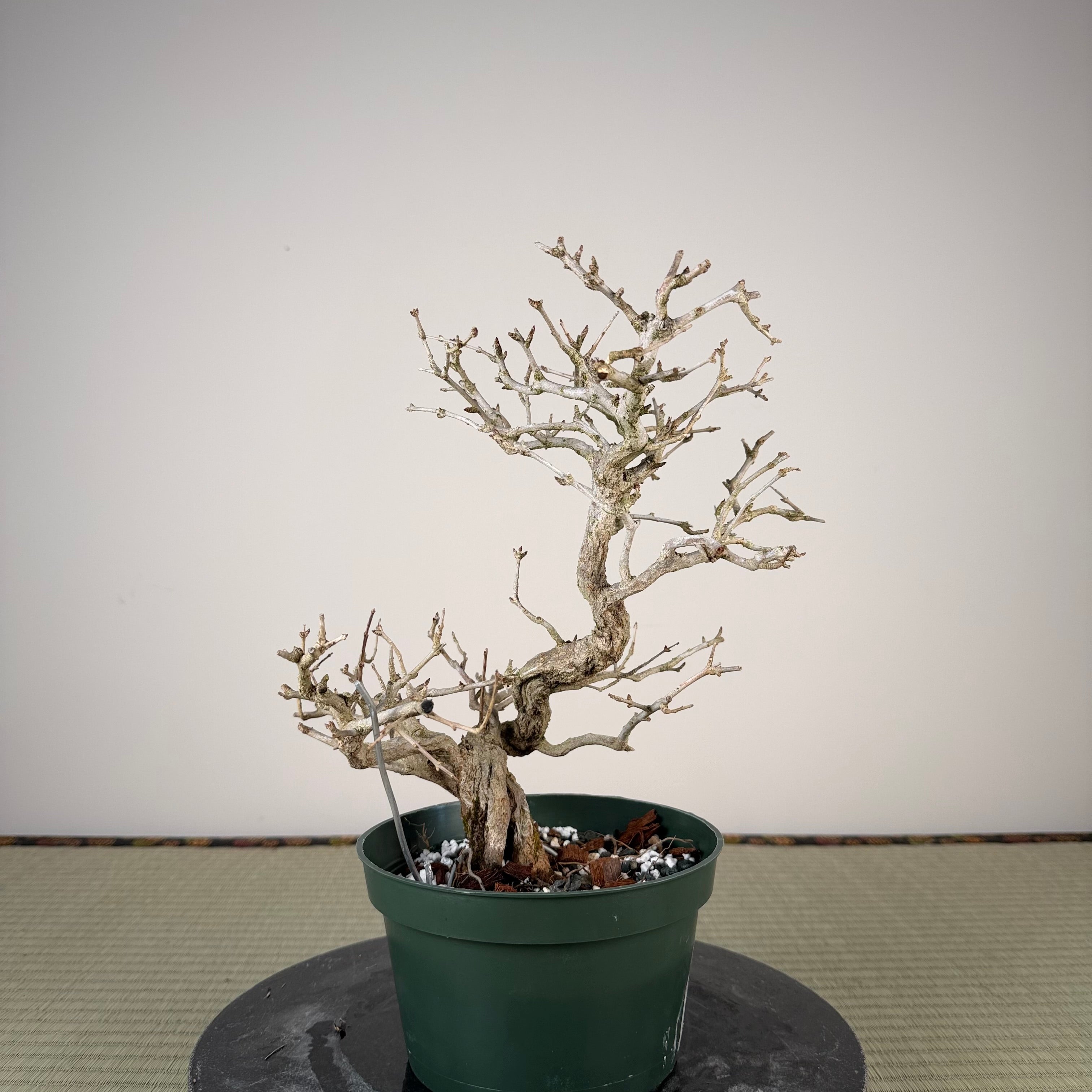 Punica granatum