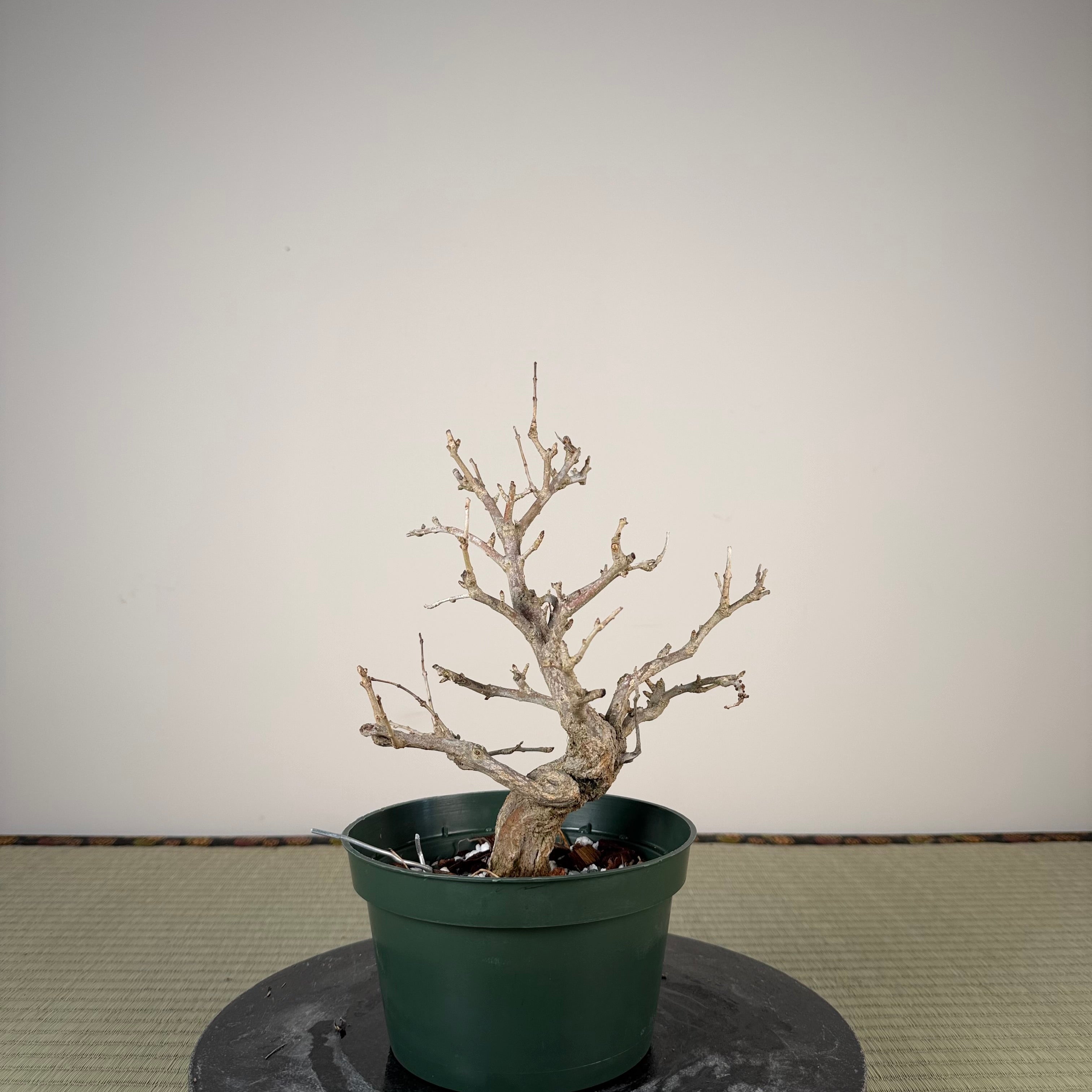 Punica granatum