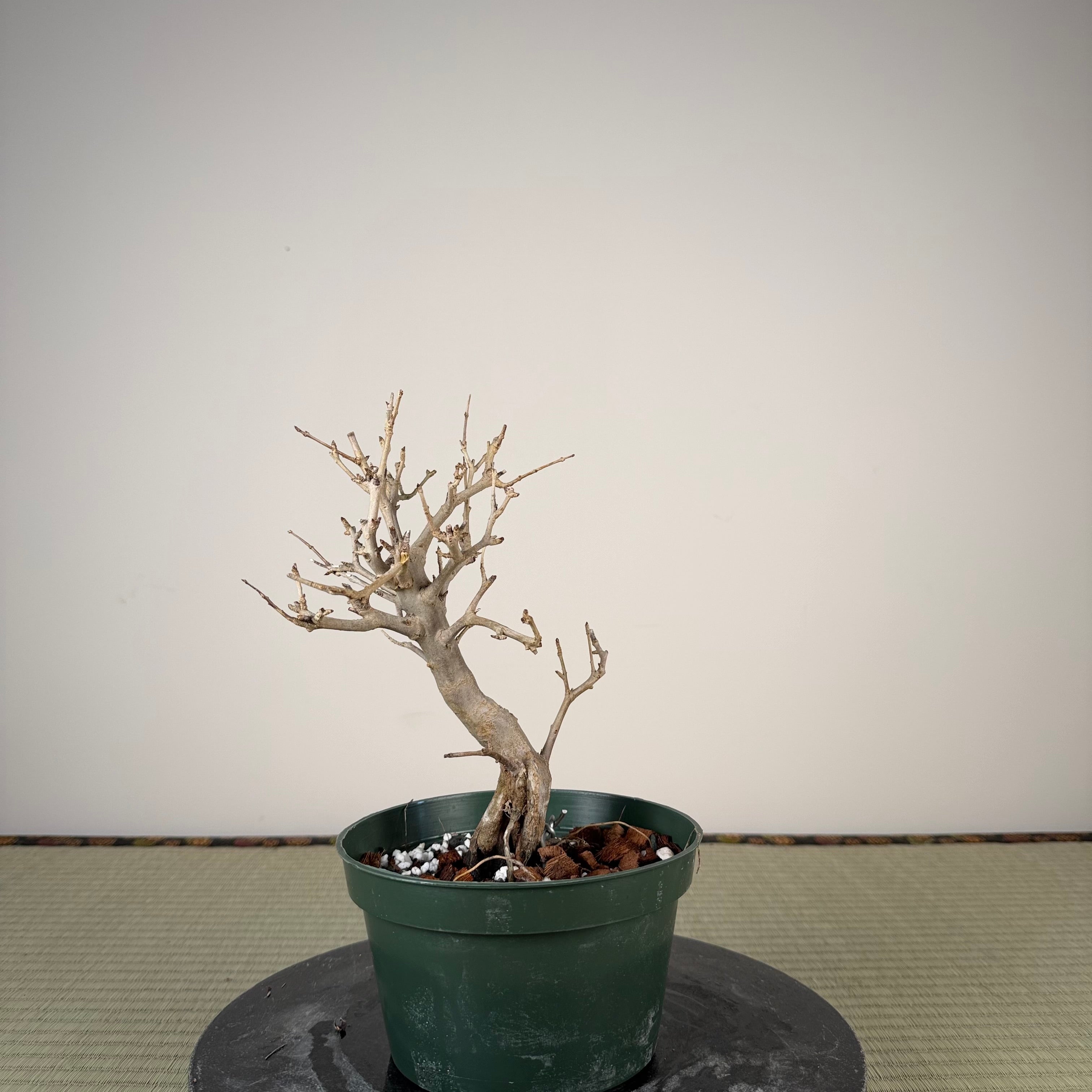 Punica granatum