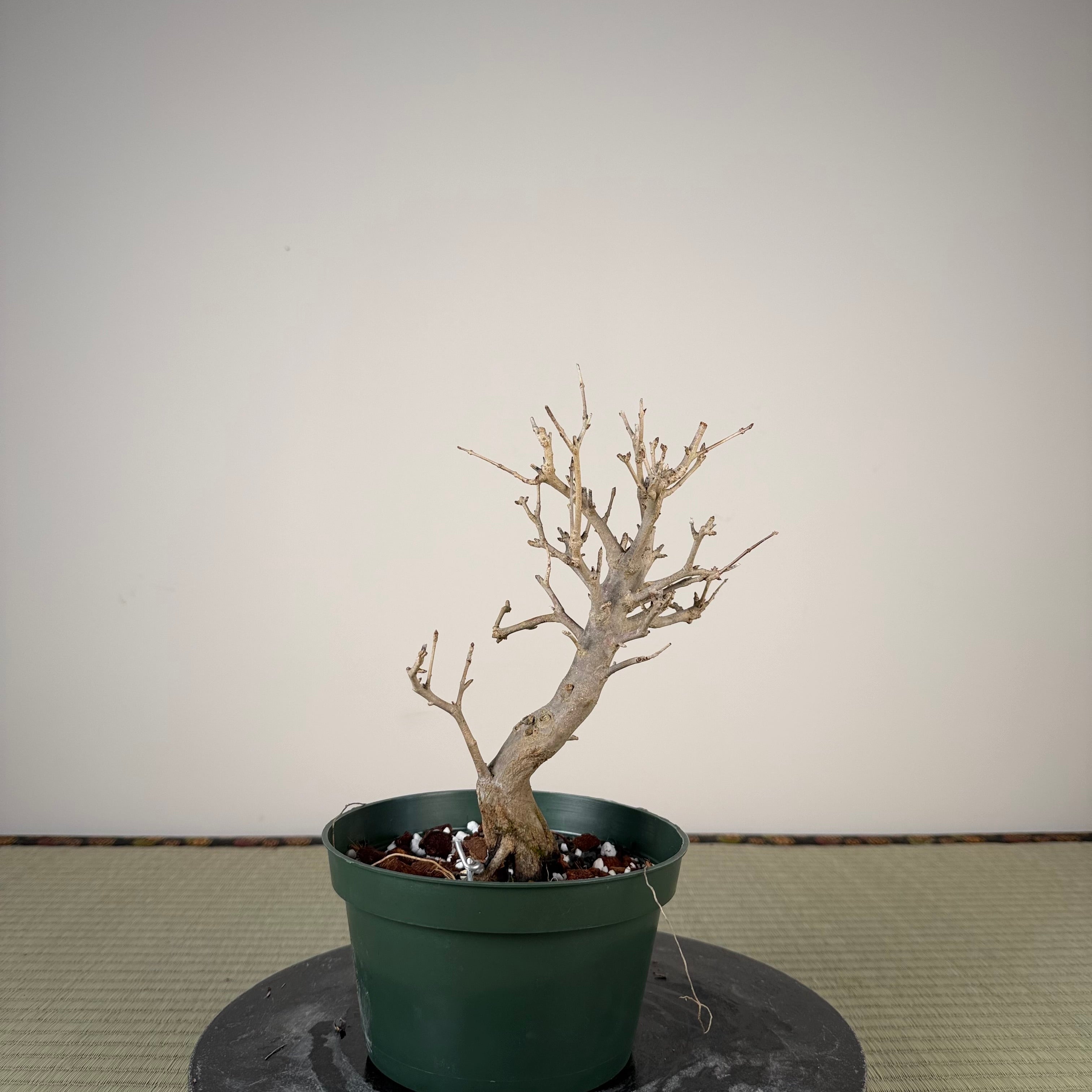 Punica granatum