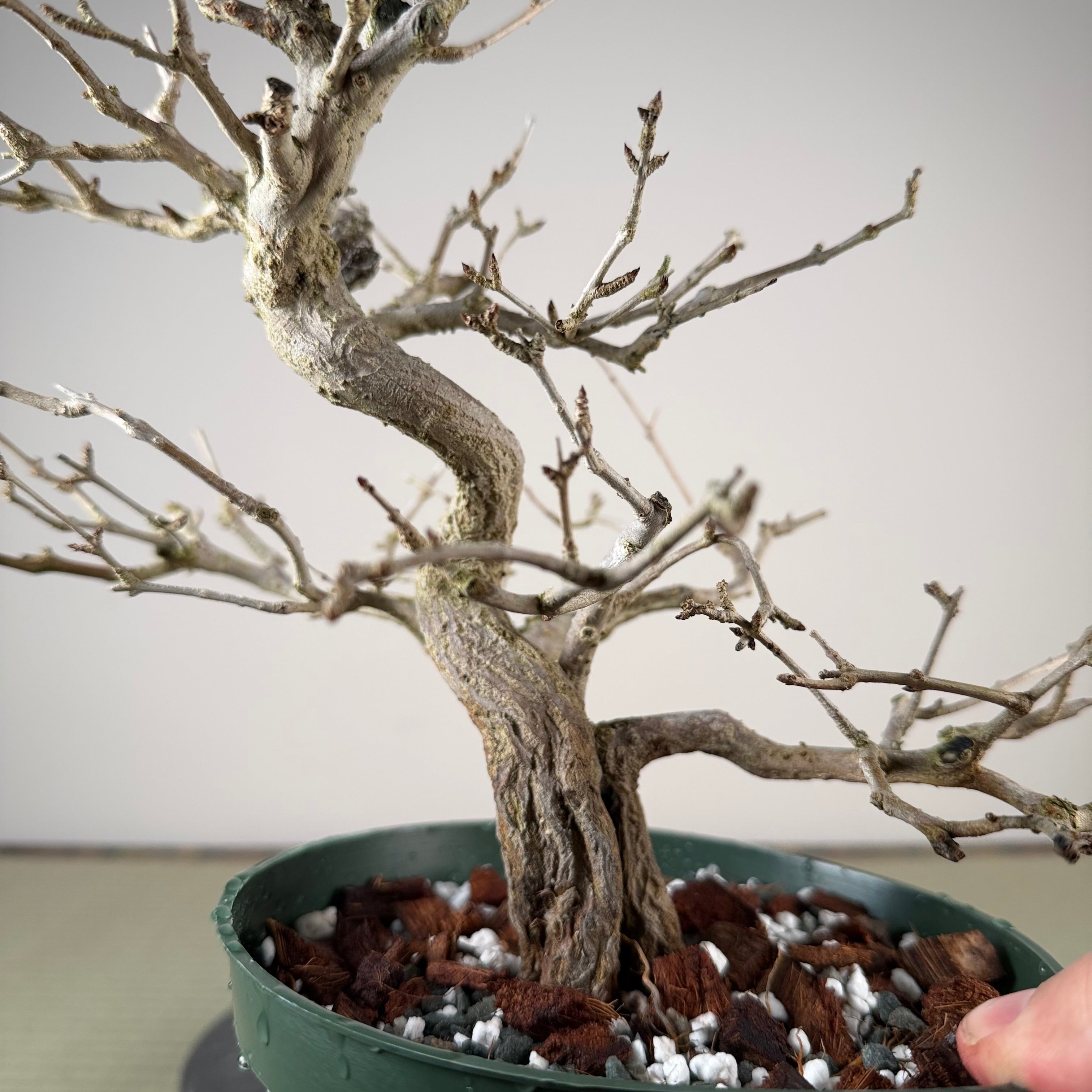 Punica granatum