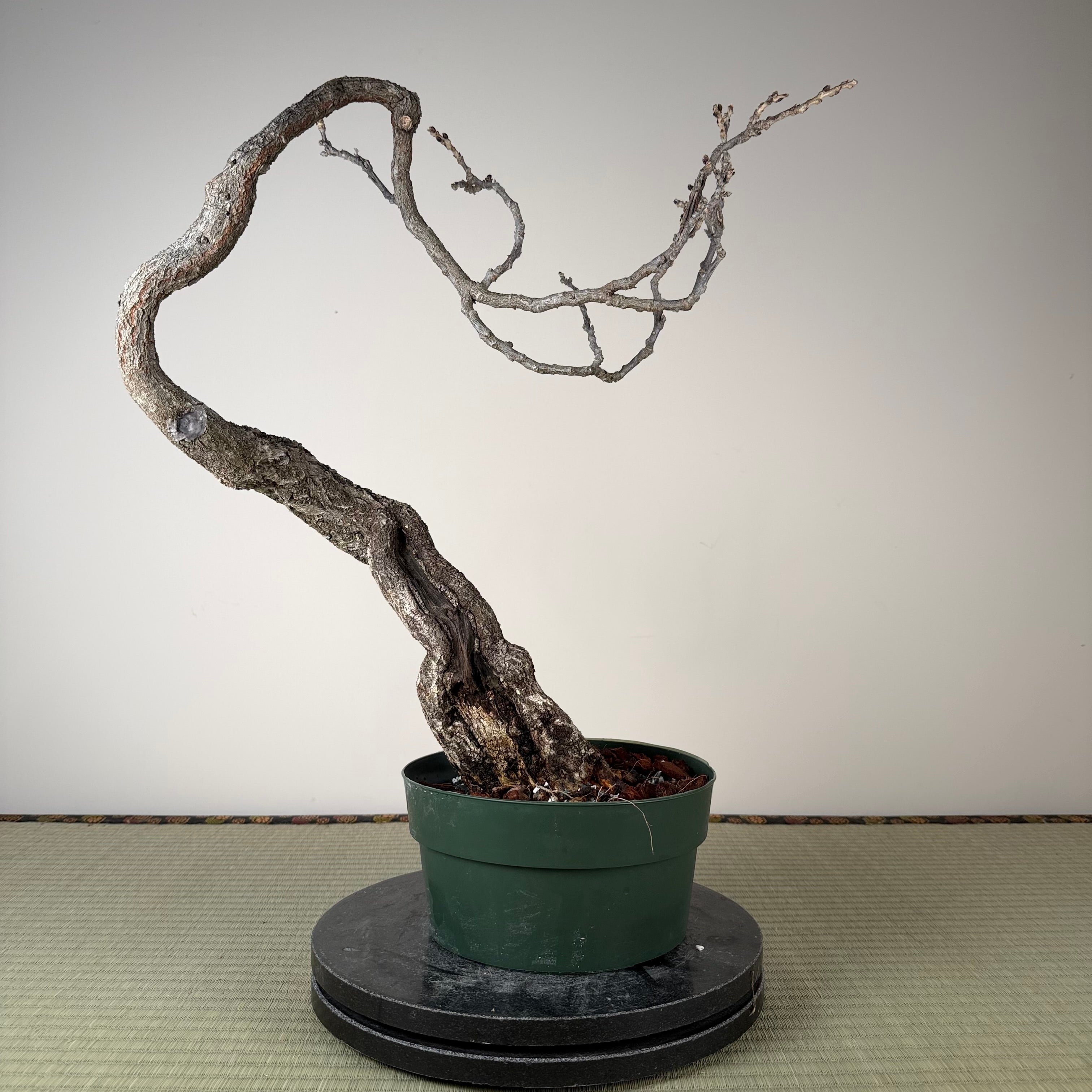 Wisteria floribunda