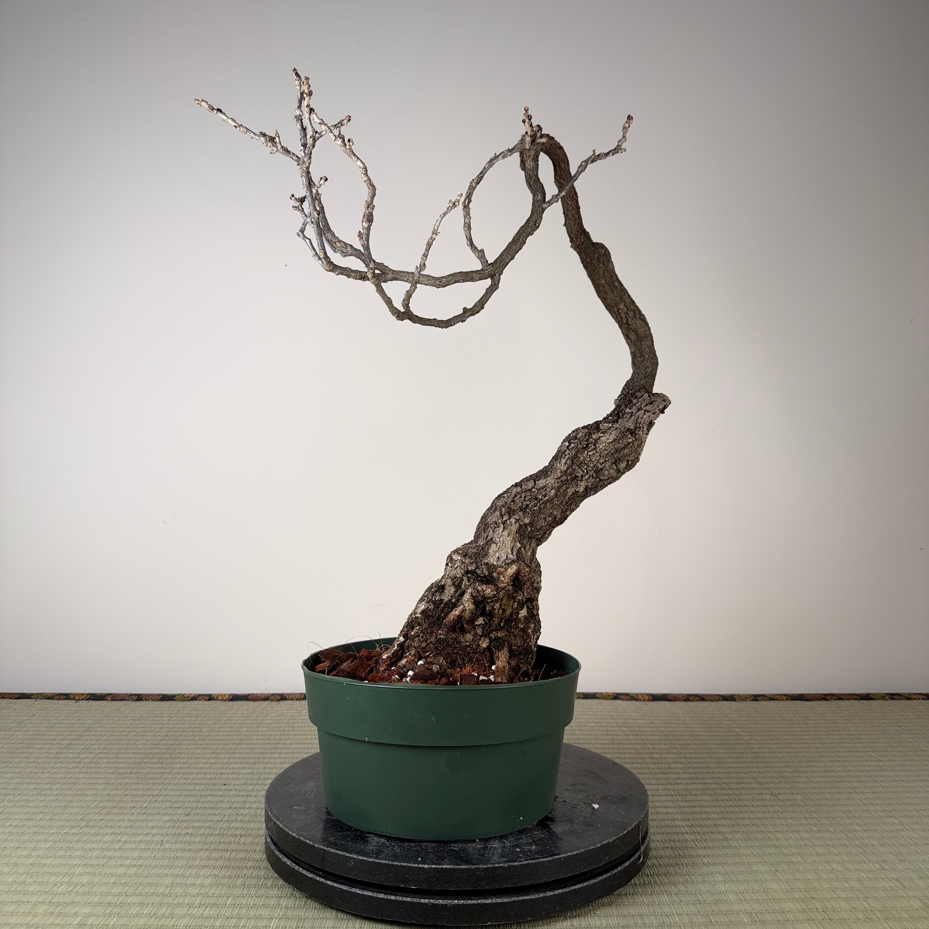 Glycine floribunda