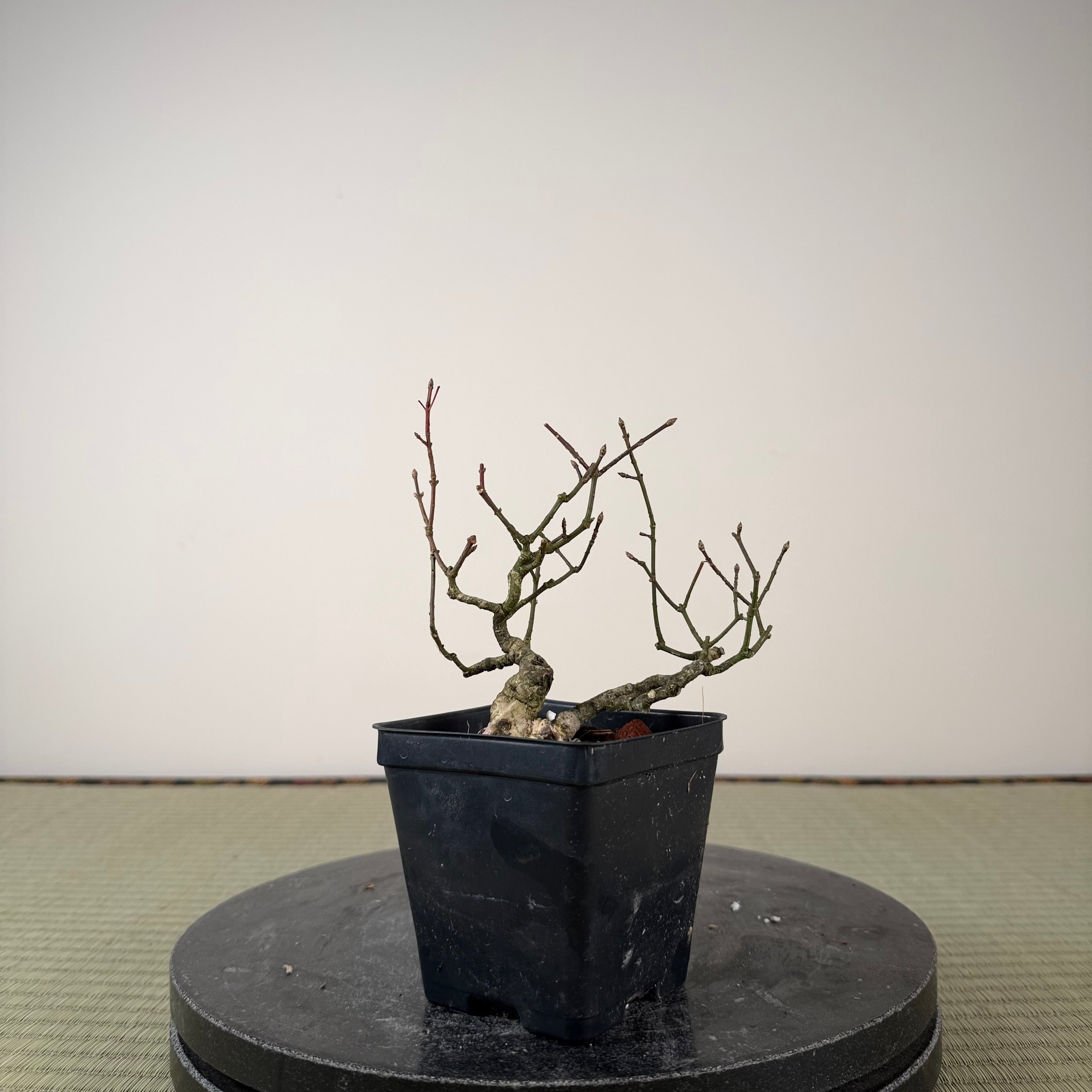 Euonymus