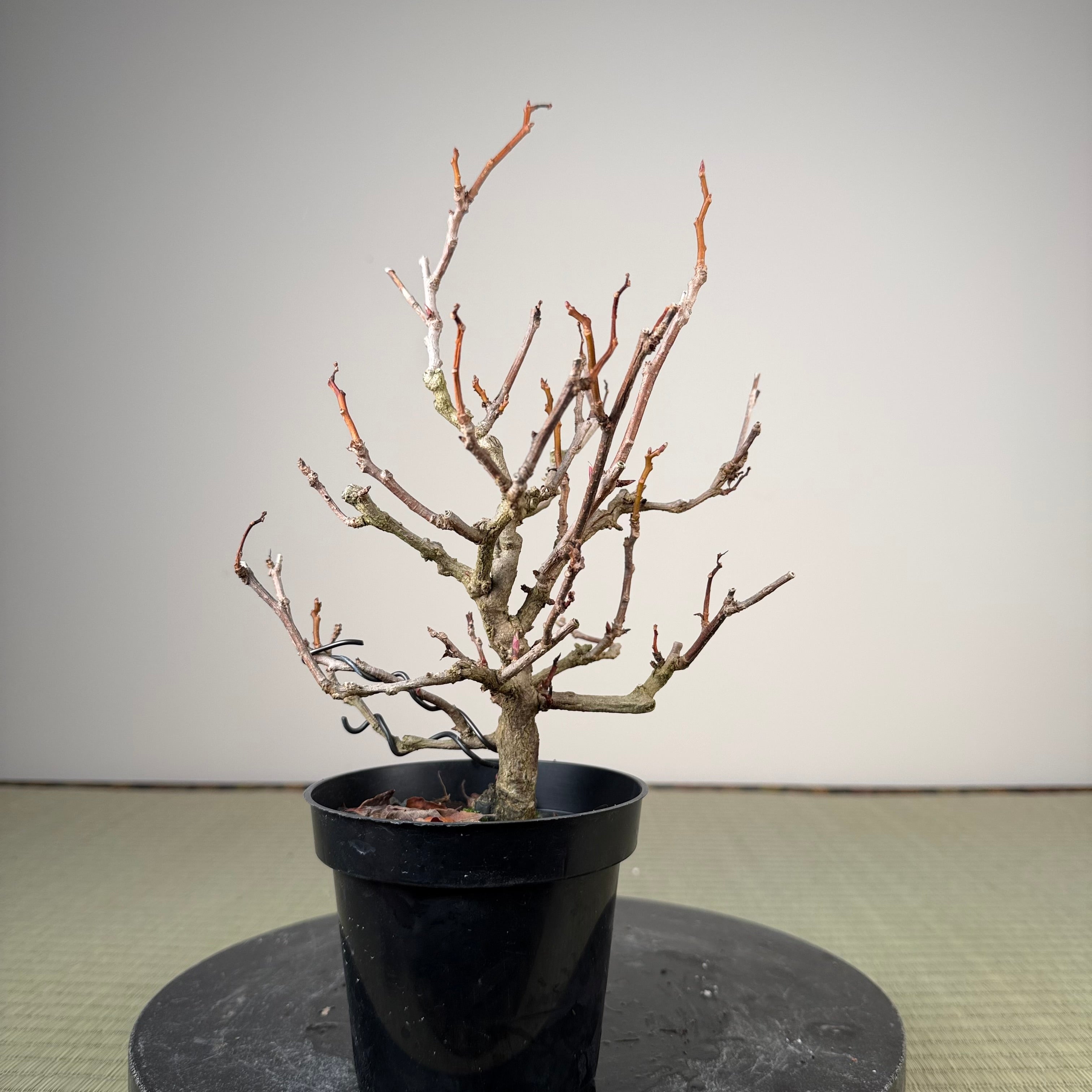 Kadsura japonica