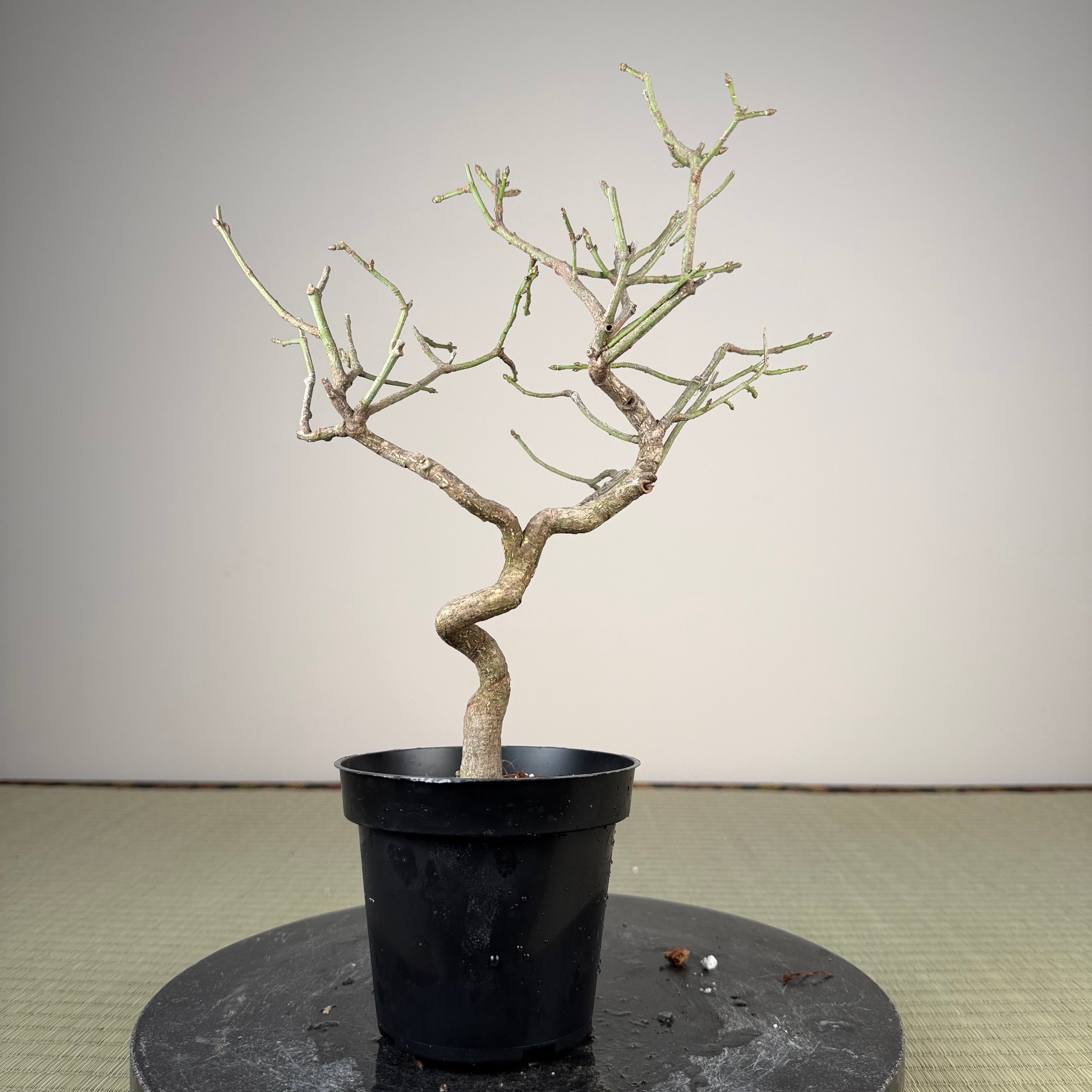 Euonymus