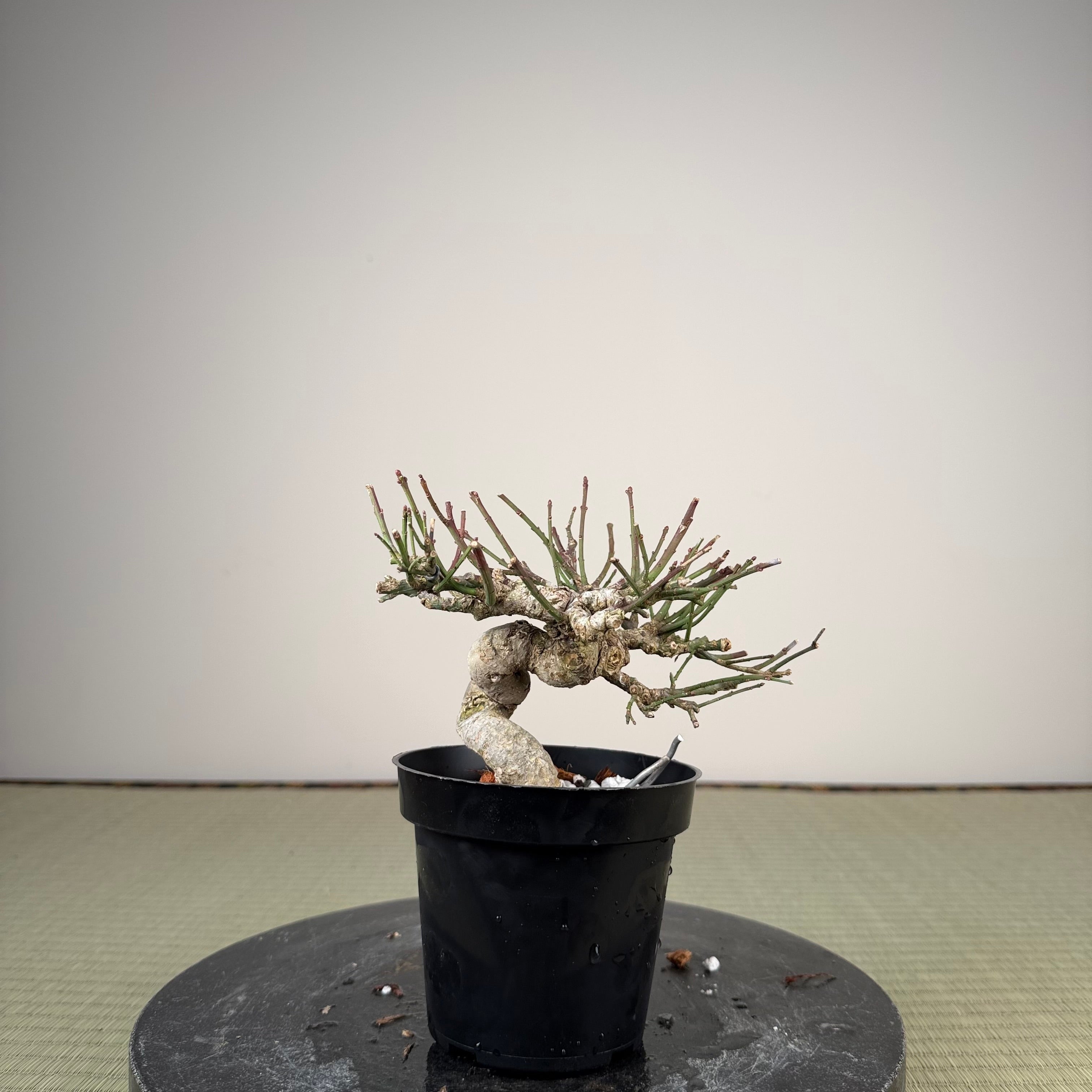 Euonymus