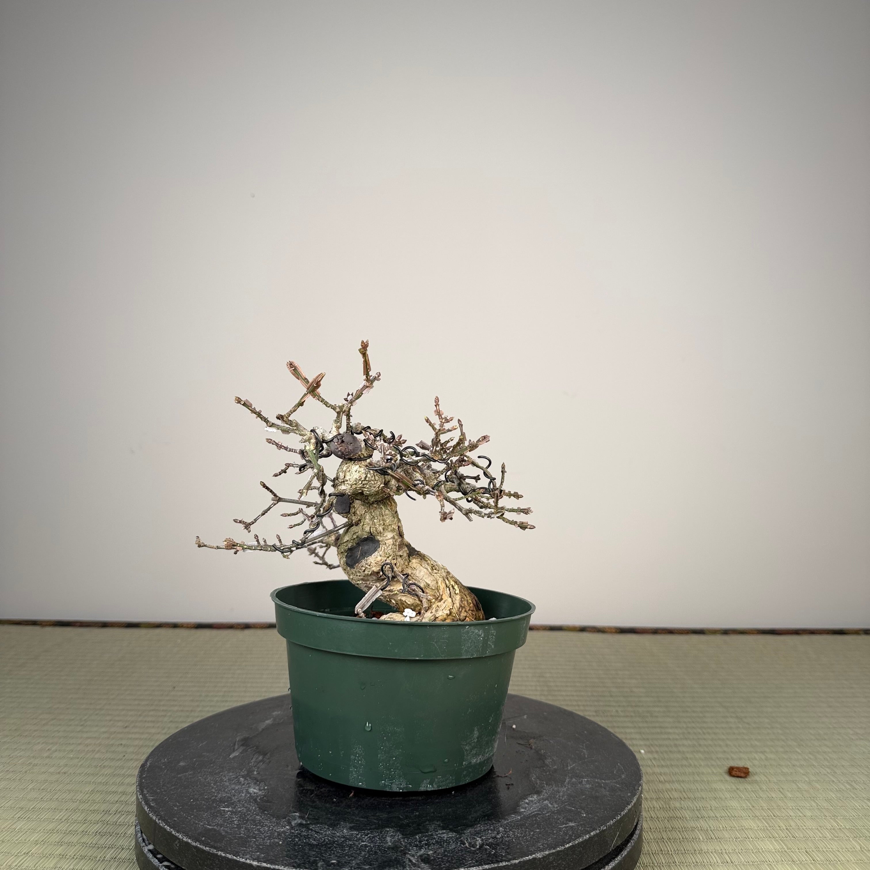 Euonymus