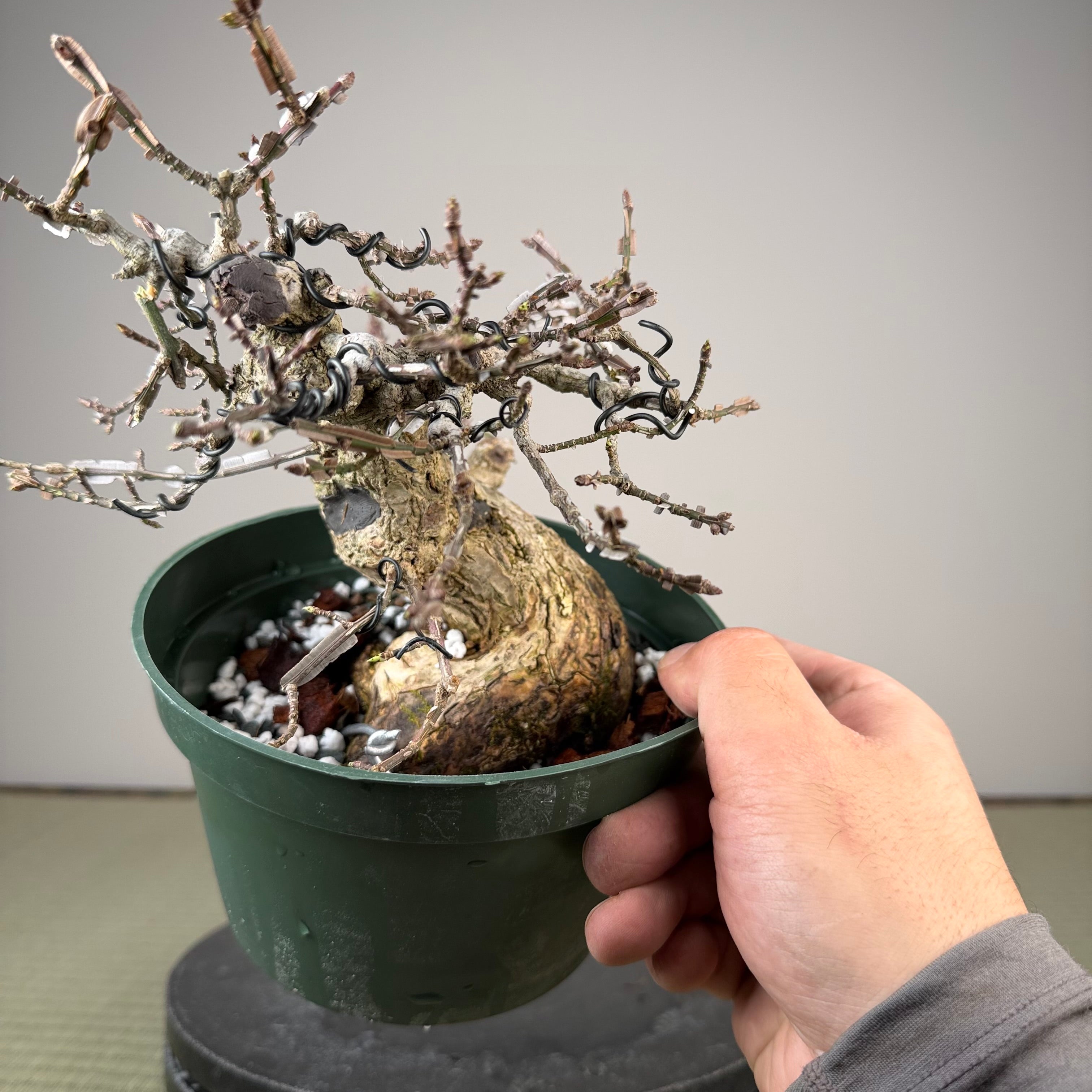 Euonymus