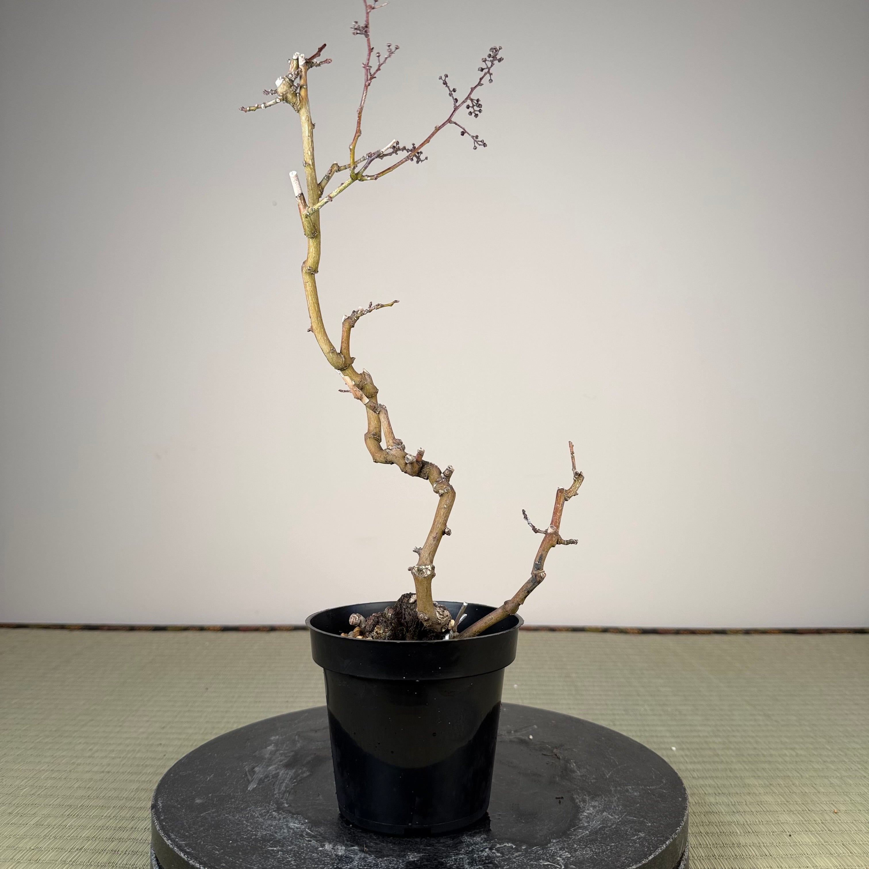 Berchemia racemosa