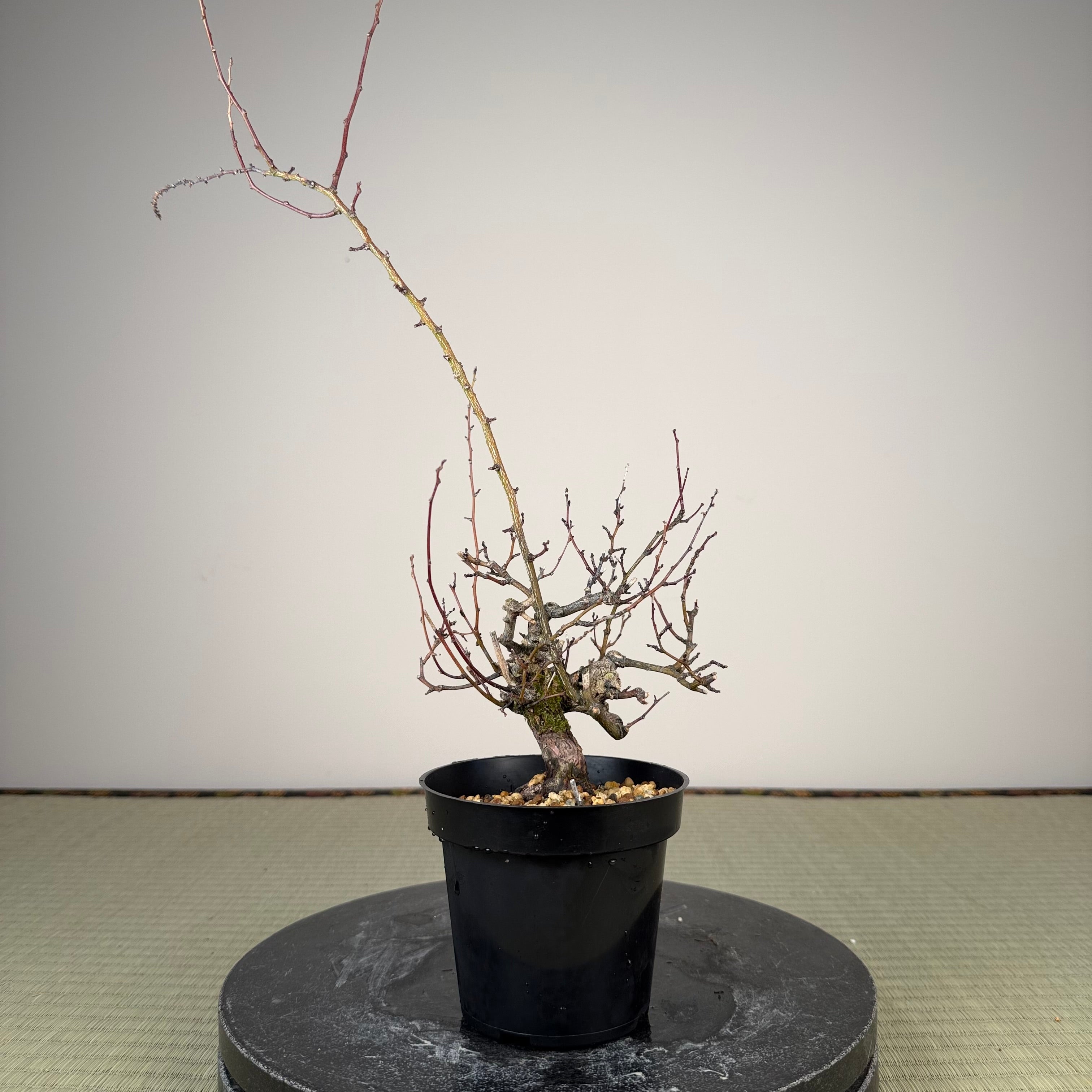 Berchemia racemosa